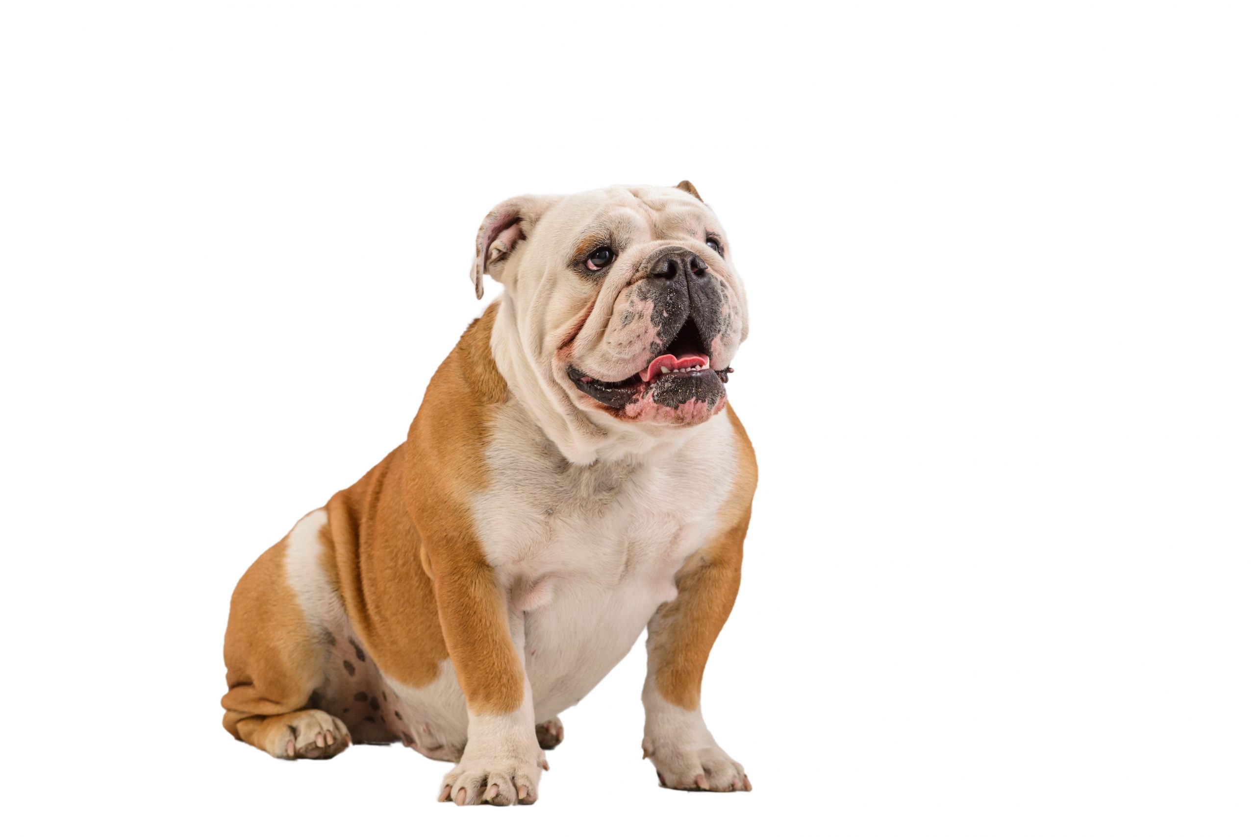 Diferenças entre Bulldog Inglês e Francês - Inova Veterinária