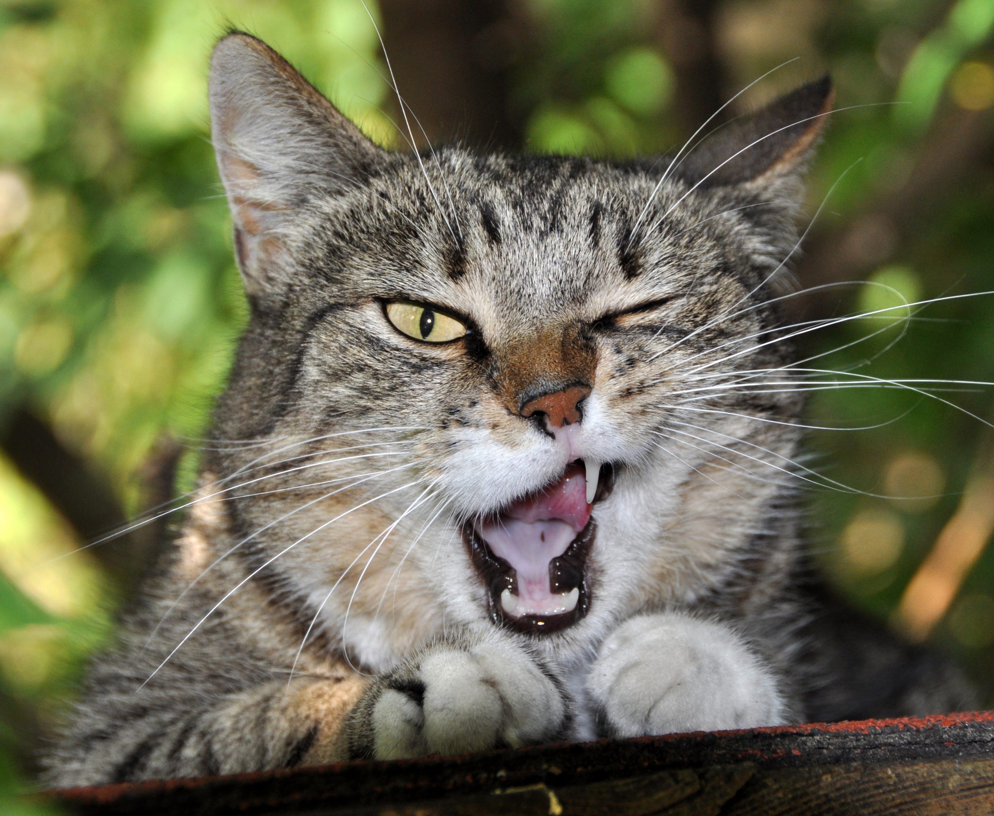 Assine a revista Gatos  - Ver Ofertas