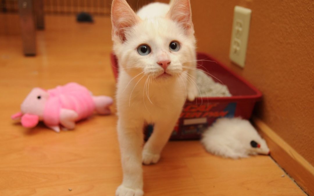 Tudo sobre Areia Higiênica para Gatos