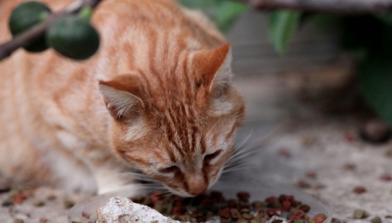 Hábitos Alimentares de Gatos