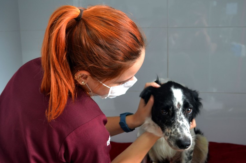 Médica veterinária avaliando um cachorro em uma consulta.