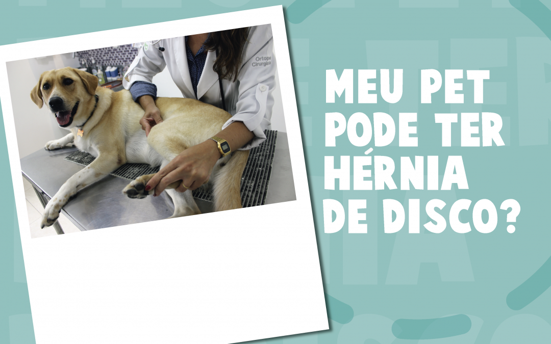 Meu pet pode ter hérnia de disco?