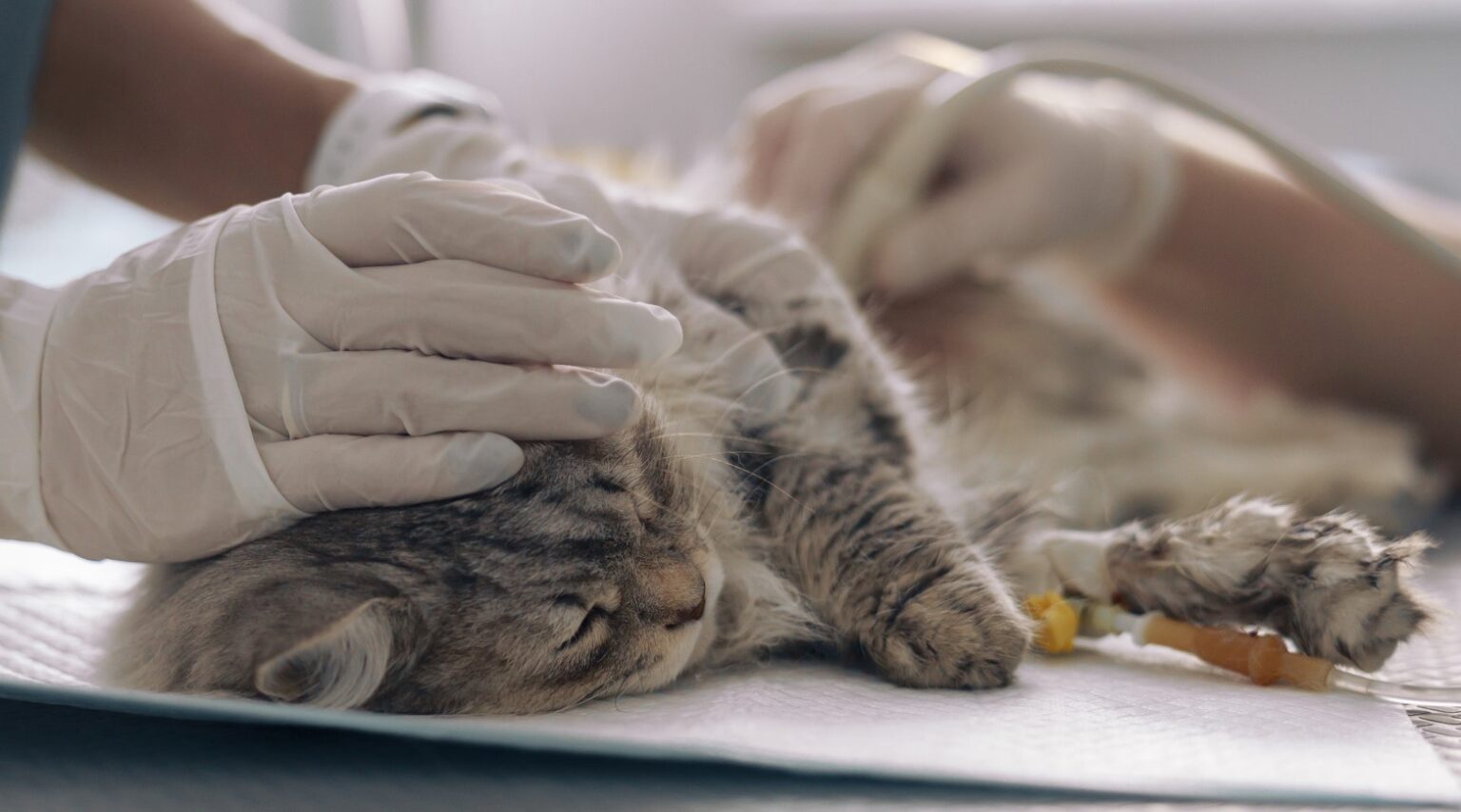 Guia Completo Sobre Castração De Gatos