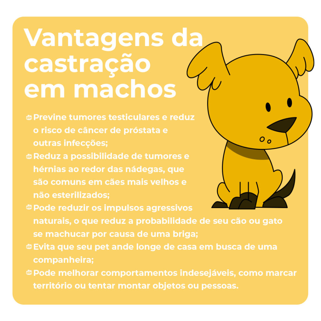 Vantagens da castração em machos

Previne tumores testiculares e reduz o risco de câncer de próstata e outras infecções;
Reduz a possibilidade de tumores e hérnias ao redor das nádegas, que são comuns em cães mais velhos e não esterilizados;
Pode reduzir os impulsos agressivos naturais, o que reduz a probabilidade de seu cão ou gato se machucar por causa de uma briga;
Evita que seu pet ande longe de casa em busca de uma companheira;
Pode melhorar comportamentos indesejáveis, como marcar território ou tentar montar objetos ou pessoas.