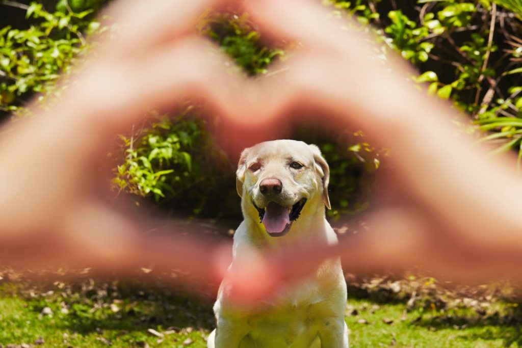 Cachorro com tosse pode ser sinal de cardiopatia 