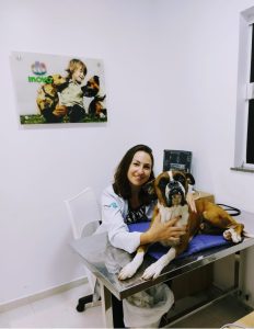 Por mais que muitos tutores pensem que o cachorro com tosse é apenas um sinal de que o animal está doente, é muito importante ter em mente que esse sintoma pode estar relacionado a doenças sérias e, por isso, merece muita atenção. Leia o texto abaixo e entenda como a tosse de cachorro pode ser sinal de cardiopatia e de outras doenças graves! Não subestime a tosse em cachorro! Apesar de parecer um problema muito comum e, às vezes, inofensivo, a tosse em cachorro pode ser um sintoma de alguma doença, sendo importante que o pet seja levado a um hospital veterinário, já que essa condição deve ser analisada para descobrir se o sintoma se trata de uma patologia ou até de algum objeto preso na garganta do cão. Fazer essa identificação é essencial para descobrir o problema, já que sons como engasgo e outros chiados podem facilmente ser confundidos com tosse. Se a tosse no cachorro for alta e aguda, por exemplo, pode representar alguma patologia na traqueia ou até nos brônquios, enquanto a tosse curta pode significar fluídos no pulmão e, em casos mais graves, o cachorro com tosse seca pode estar relacionada a problemas cardíacos. Para os tutores, pode ser mais difícil identificar o tipo de tosse com precisão. Por isso, a indicação é sempre procurar a avaliação de um médico veterinário, em um momento como esse. Tosse de cachorro: o que pode ser? A tosse de cachorro pode significar algum tipo de irritação, alguma doença cardíaca, um alimento que ficou preso ou até mesmo que a coleira está muito apertada. É um sintoma muito geral, que necessita de uma avaliação detalhada para que seja identificada a sua causa e desenvolvido um tratamento eficaz, para que o pet volte a se sentir bem logo. Tosse de cachorro: tipos Cachorro com tosse seca A tosse seca tem mais semelhança a um engasgo e pode vir acompanhada de espirros, febre, falta de apetite e secreções. Esses sintomas podem estar associados a alguma doença contagiosa. É necessário levar o animal ao veterinário para avaliação e para que ele indique algum remédio ou xarope para tosse de cachorro. Cachorro com tosse de ganso É mais comum em cães de pequeno porte. Acontece quando a traqueia é obstruída, o que pode gerar problemas respiratórios. A traquéia pode ser obstruída pela ingestão de algum alimento/objeto ou ainda, devido a uma alteração em sua estrutura levando ao colabamento, conhecido como “colapso de traqueia” Para cachorro com tosse ganso, como tratar vai exigir a avaliação de um veterinário o mais rápido possível. Cachorro com tosse úmida Pode indicar problemas respiratórios, como pneumonia, e até mesmo problemas cardíacos do animal, se for uma tosse mais curta. Um veterinário poderá avaliar qual o melhor tratamento. Cachorro com tosse de buzina O uso de coleiras apertadas ou puxões pode gerar um trauma na região do pescoço, o que leva à tosse de buzina. Assim como na tosse de ganso, pode haver problemas para respirar e é preciso levar o pet ao veterinário para avaliação. Tosse do cão pode ser cardiopatia? Mas o que isso significa? Sendo mais comum em cães mais velhos, a cardiopatia é um termo utilizado para se referir a um conjunto de doenças do coração que podem afetar a qualidade de vida deles, tendo a tosse como um dos sintomas para identificar essas patologias previamente. As doenças no coração são divididas em três tipos: 1- Doença mixomatosa valvar, que é uma alteração que se dá pela degeneração das válvulas do coração; 2- Cardiomiopatia dilatada, que consiste no aumento das câmaras cardíacas e redução da força, deixando o cão muito fraco. 3- Cardiomiopatia hipertrófica, que acontece quando há aumento da musculatura do ventrículo (uma das câmaras do coração), dificultando o seu relaxamento e reduzindo o espaço para acúmulo de sangue na câmara. Quais as principais causas das cardiopatias em cães? Apesar de a idade ser um fator de risco para o aparecimento de cardiopatias em cachorros, existem outras causas que podem facilitar o desenvolvimento dessas doenças, como: 1- Predisposição genética: existem algumas raças que possuem predisposição para ter esses problemas, como boxer, são bernardo, doberman e cocker spaniel; 2- Obesidade canina; 3- Sedentarismo; 4- Má alimentação. Quais os principais sintomas de cardiopatia em cães? Além da tosse seca em cachorro, existem outros sintomas que também podem ser notados para fazer o diagnóstico precoce e controlar essas patologias, evitando sérias consequências à saúde do animal. Confira os principais: Fadiga; Indisposição; Falta de ar; Apatia; Respiração mais acelerada que o normal; Emagrecimento; Língua e mucosas arroxeadas. Caso note qualquer um desses sintomas, é importante procurar por um veterinário o mais rápido possível! Leia mais: Infeccção urinária em cachorro Pancreatite canina Remédio para tosse de cachorro Nem toda tosse de cachorro significa algo muito maior. Em alguns momentos, pode ser apenas o seu animal tentando eliminar alguma secreção. Mas o que é bom para tosse de cachorro? Existem dois remédios naturais que ajudam a aliviar esse sintoma. Óleo de coco O óleo de coco também ajuda no fortalecimento do sistema imunitário e dá mais energia ao seu animalzinho. Misture a água do seu cachorrinho com duas colheres pequenas de óleo de coco e deixe que ele vá bebendo ao longo do dia. Vaporização Enquanto seu pet dorme, coloquei um recipiente com água quente perto do seu focinho, para que ele inale naturalmente. Você pode adicionar alguma planta medicinal, como eucalipto. Como é o diagnóstico e tratamento da tosse e da cardiopatia no cachorro? Para fazer o diagnóstico de uma cardiopatia, o veterinário utilizará um estetoscópio para auscultar o coração e o pulmão do seu pet. Com esse instrumento, é possível saber se houve alguma alteração no coração. Porém, para fazer uma análise completa, também serão solicitados outros exames, como o raio-x do tórax, eletrocardiograma e ecocardiograma. A partir do momento em que a patologia é diagnosticada, é necessário tomar alguns cuidados para garantir uma boa qualidade de vida ao seu animal, como: Cuidar de sua alimentação e incentivar a prática de atividades físicas, para evitar que fique obeso e piore ainda mais as suas condições de saúde; Como temperaturas muito altas podem ser prejudiciais à saúde do cão e agravar a cardiopatia, é importante se atentar ao clima do ambiente de casa para oferecer uma melhor qualidade de vida para o pet; Faça com que o cachorro evite situações de estresse, já que esse é outro agravante para patologias cardíacas. Além da mudança em sua forma de viver, pode ser solicitada uma medicação para fazer o tratamento da cardiopatia em questão. Então, se o seu cão está com algum dos sintomas descritos acima? Entre em contato conosco e marque uma consulta com um de nossos especialistas! Leia também: Cachorro fezes gelatinosa com sangue