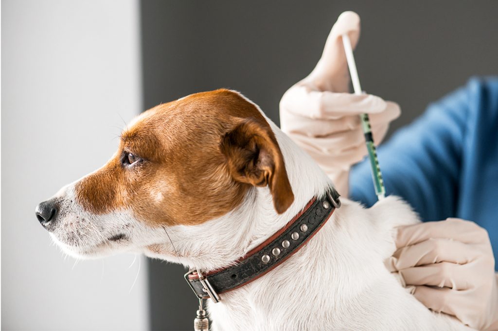 Vacina para cachorro: 5 tópicos que você precisa saber