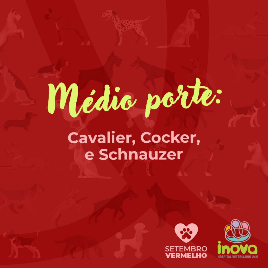 Avaliação  cardiológica no pré-operatório do seu pet  Atualmente, existem diversos procedimentos cirúrgicos realizados na medicina veterinária, principalmente para cães e gatos. Com isso, a necessidade de um pré-operatório bem feito é de extrema importância para o sucesso do procedimento, já que é a partir dessa avaliação que se torna possível minimizar os riscos de complicações durante a cirurgia e também no pós-operatório.  A avaliação cardiológica é de extrema importância para garantir a segurança do pet durante o procedimento cirúrgico. Caso não seja realizada e o pet possuir alguma alteração  que não foi identificada, podem ocorrer alterações na função cardíaca prejudiciais a saúde e a segurança do Pet durante a cirurgia.  Com a realização da avaliação cardiológica pré-cirúrgica, o médico veterinário anestesista consegue planejar e  escolher o melhor protocolo, visando não colocar a vida do paciente em risco.