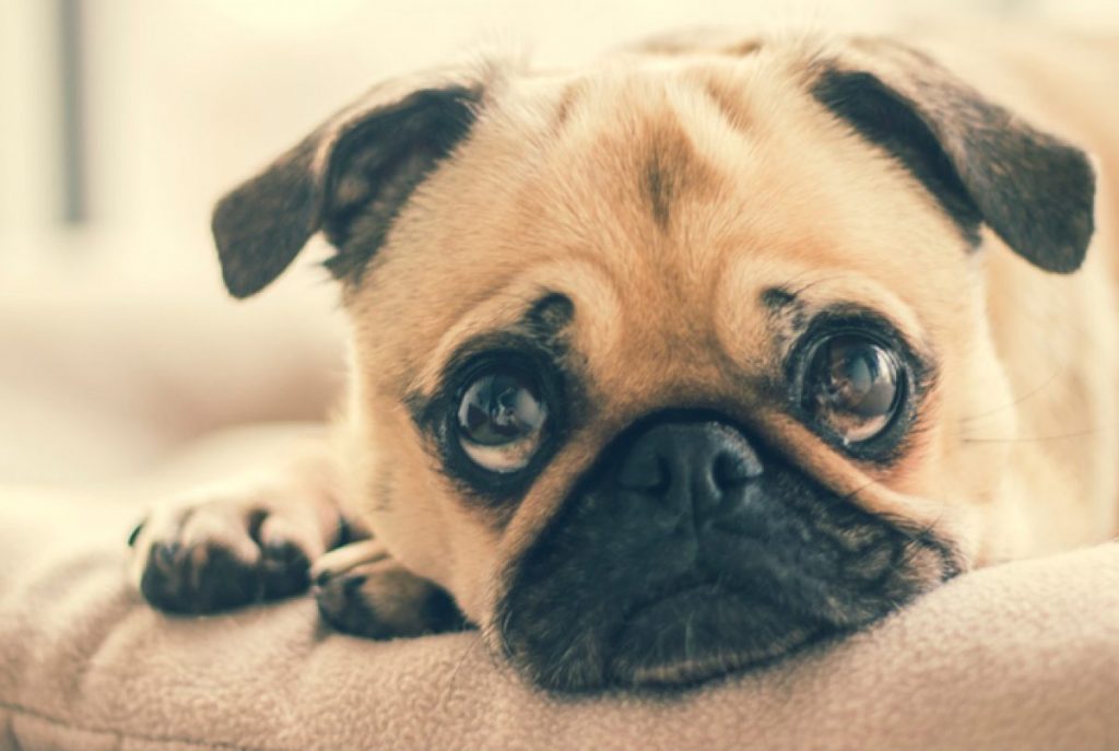 Câncer em cachorro tem cura?! Entenda! Câncer em cachorro tem cura?! Entenda!