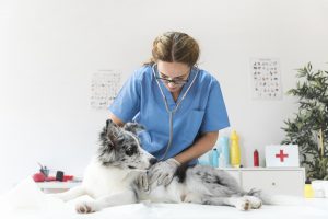 O câncer de mama em cachorros é uma das principais neoplasias que atingem esses pets. Segundo o Conselho Federal de Medicina Veterinária, essa doença atinge cerca de 45% das fêmeas caninas no país. Uma boa notícia é que, quando se manifesta de forma benigna, não prejudica em nada a qualidade de vida do pet, ou seja, possui tratamento e recuperação rápida. Porém, mesmo nos casos de tumor maligno é muito importante fazer o diagnóstico precoce da doença para aumentar as chances de cura. Aproveitando a corrente do #OutubroRosa, confira, no texto abaixo, tudo sobre o tumor de mama em cadelas! QUAIS SÃO OS PRINCIPAIS FATORES PARA OCORRER O CÂNCER DE MAMA EM CADELAS? O câncer é caracterizado como um crescimento desordenado de células no organismo. No caso do tumor de mama em cachorro, essa multiplicação celular ocorre nas glândulas mamárias do pet . É mais comum em fêmeas, principalmente por conta da produção de hormônios como estrógeno e progesterona, porém, essa patologia também pode atingir os cachorros machos, sendo essencial que a prevenção aconteça para ambos os sexos. Essa disfunção hormonal citada anteriormente está muito atrelada a gravidez psicológica, outro problema muito comum, e é um dos principais fatores que podem levar ao desenvolvimento desse tipo de tumor em cães, juntamente com a ingestão de medicamentos hormonais, como anticoncepcionais. Além disso, quando as fêmeas entram no período de cio, de forma natural, acabam tendo uma grande descarga hormonal no organismo, o que também pode levar ao aparecimento da neoplasia (isso demonstra a importância da castração precoce dos pets). Fora esses, existem outros fatores como o sobrepeso, a obesidade canina e a idade avançada, que também podem contribuir para o surgimentos dos tumores. QUAIS OS SINAIS MAIS COMUNS DO CÂNCER DE MAMA EM CACHORRO? Como acentuamos anteriormente, o diagnóstico precoce do câncer de mama é essencial para garantir a eficácia do tratamento da doença. Por esse motivo, é muito importante prestar bastante atenção no aparecimento de possíveis sintomas de câncer de mama em cachorro, como por exemplo: 1- Inchaço ou dilatação nas mamas; 2- Dor ou incômodo na região com frequência; 3- Presença de secreções; 4- Caroços nas glândulas mamárias. Vale lembrar que nem sempre é possível ver esses sinais ao olho nu, aumentando ainda mais a importância de realizar exames clínicos regulares no pet. Câncer de mama em cachorro guia completo COMO É FEITO O DIAGNÓSTICO PRECOCE DO CÂNCER DE MAMA EM CADELAS? De modo geral, a análise clínica costuma ser realizada através da palpação da região, sendo possível encontrar nódulos que comprovem o desenvolvimento da doença, assim como a análise do histórico e dos fatores de risco do pet. Além disso, para que se tenha um diagnóstico mais completo, podem ser solicitados exames de imagem, como tomografias, radiografias de tórax e ultrassonografias do abdômen. Esses exames fornecem informações muito importantes para que o tratamento possa ser definido. É através deles, inclusive, que é possível saber, caso a neoplasia seja confirmada, se o tumor está se espalhando para outras partes do corpo, o que agrava ainda mais a situação do animal. Portanto, ao identificar os sinais do câncer de mama em cadela, é recolhido um material do corpo para que seja feita a biópsia, que será capaz de fazer com que o veterinário possa dizer se o tumor é benigno ou maligno, além de outros dados essenciais para saber se aquele câncer de mama tem cura.