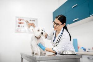 AVALIAÇÃO CARDIOLÓGICA NO PRÉ-OPERATÓRIO DO SEU PET Atualmente, existem diversos procedimentos cirúrgicos realizados na medicina veterinária, principalmente para cães e gatos. Com isso, a necessidade de um pré-operatório bem feito é de extrema importância para o sucesso do procedimento, já que é a partir dessa avaliação que se torna possível minimizar os riscos de complicações durante a cirurgia e também no pós-operatório. A avaliação cardiológica é de extrema importância para garantir a segurança do pet durante o procedimento cirúrgico. Caso não seja realizada e o pet possuir alguma alteração que não foi identificada, podem ocorrer alterações na função cardíaca prejudiciais a saúde e a segurança do Pet durante a cirurgia. Com a realização da avaliação cardiológica pré-cirúrgica, o médico veterinário anestesista consegue planejar e escolher o melhor protocolo, visando não colocar a vida do paciente em risco.