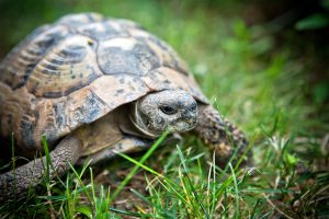 Cágados ou tigres d´água são um dos animais mais populares entre pessoas que desejam ter um pet em casa que não seja um cachorro ou um gatinho. Porém, por falta de conhecimento, existem muitas dúvidas de como cuidar de um cágado. Se você quer saber como cuidar de um cágado, leia o texto abaixo e descubra! ANTES DE TUDO, O QUE ESPERAR DE UM CÁGADO COMO ANIMAL DE ESTIMAÇÃO? A primeira coisa que se precisa ter em mente para cuidar de um cágado é que ele é um compromisso de longo prazo. Quando bem cuidado, esse animal pode viver por até 30 anos, podendo passar, inclusive, por mais de uma geração da família. Além disso, a maioria dos cágados ou tigre d´água cresce bastante e necessitam de grandes tanques ou caixas para viver bem. Eles podem chegar à vida adulta com até seis vezes seu tamanho inicial. Também é importante que esses pets tenham um espaço grande no exterior de seu ambiente. Os cágados, principalmente as maiores, podem produzir uma grande quantidade de resíduos, necessitando de limpezas constantes. É importante ressaltar aqui sobre a importância de sempre buscar um pet legalizado, com autorização do IBAMA. Ao fazer isso, você se certifica que aquele cágado foi criado em cativeiro, e não capturado na natureza. Com isso, você estará contribuindo para a preservação desses animais e do meio ambiente, além de evitar penalidades de acordo com a Lei de Crimes Ambientais. COMO CUIDAR DE UM CÁGADO? CONFIRA ALGUMAS DICAS! Alguns fatores são extremamente necessários para que um cágado viva bem, como por exemplo, permanecer em uma temperatura adequada e ter uma alimentação que condiz com a sua espécie. Confira algumas dicas: 1- Temperatura correta É importante que o cágado viva em um ambiente em que a temperatura fique em 25 a 28 graus C. Isso porque esses pets costumam ficar mais lentos e parar de comer em baixas temperaturas. 2- Exposição solar A exposição solar é importante para a metabolização da vitamina D que, por sua vez, auxilia na absorção do cálcio. Sem isso, o cágado corre o risco de desenvolver doenças ósseas como o raquitismo e a osteoporose. Aconselhamos que o cágado tome sol por, pelo menos, 15 minutos por dia. 3- Mantenha a água limpa para evitar problemas de saúde Se você tem cágados em espaços abertos, mantenha os espaços com água sempre limpa e se tiver um lago artificial, que haja água corrente. Manter a água suja pode trazer doenças e afetar a qualidade de vida do pet. 4- Configure o habitat do cágado O ambiente ideal para manter o cágado é um aquaterrário. Esses espaços, em geral, possuem uma plataforma em que o animal sobe para descansar e tomar sol. Não esqueça que o cágado é um animal que tende a crescer bastante, então o aquaterrário deve ser pensado de modo que haja espaço suficiente para isso. 5- Mantenha uma alimentação adequada É importante oferecer uma dieta completa e balanceada feita especificamente para os cágados. Para isso, é necessário visitar um especialista, procurando montar uma dieta com base nas características da raça do animal. As rações oferecidas devem ser peletizadas flutuantes, de marcas confiáveis (feitas com tratamento de vapor e compressão, a ração peletizada tem valor nutricional maior). Pequenos peixes e pequenos invertebrados também podem ser oferecidos, além da suplementação de cálcio, feita com orientação veterinária. COMO CUIDAR DE CÁGADOS: Apesar de demandar cuidados específicos, um cágado pode trazer muita felicidade para a casa de quem o adota. Portanto, se você veio aqui querendo saber como cuidar de um cágado, saiba que seguir as dicas é fundamental, além de procurar por um veterinário especializado em silvestres para acompanhar a saúde do seu pet rotineiramente.