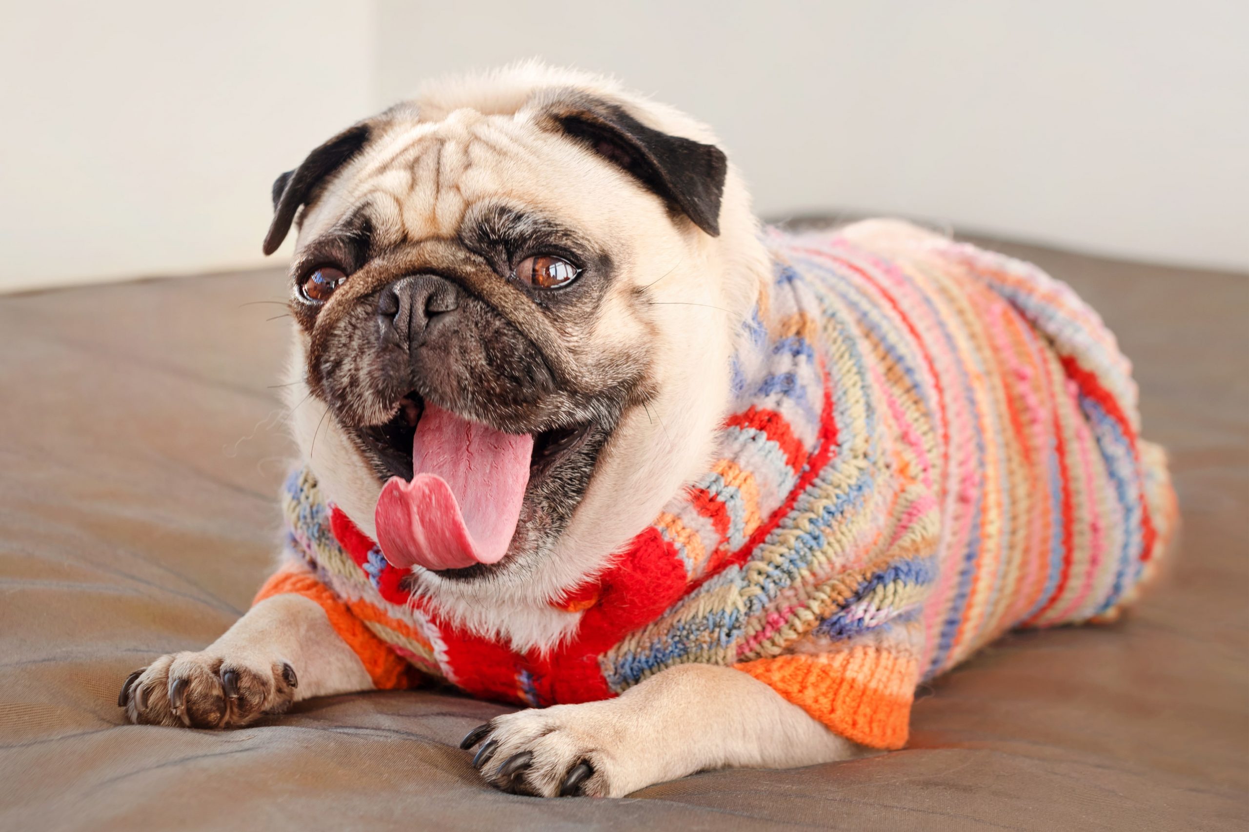 Espirro reverso em cães tratamento Clearance