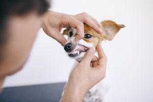 Assim como nós, os nossos amigos de 4 patas também precisam de uma atenção especial à saúde bucal. O tártaro em cães, por exemplo, é um assunto que deve ser levado a sério pois, se não tratado, pode levar a perda dos dentes de forma precoce ou até mesmo a outras doenças graves. Entenda mais sobre as causas e tratamento do tártaro em cães no texto abaixo! TÁRTARO EM CÃES: O QUE É E POR QUE ACONTECE? Assim como nos humanos, o tártaro em cães é o acúmulo de sujeira nos dentes devido a falta de limpeza e escovação, formando uma placa bacteriana. COMO PREVENIR O TÁRTARO EM CÃES? Existem muitas dúvidas sobre como limpar o dente dos cachorros e prevenir o tártaro em cães. O ideal é realizar a escovação dos dentes do seu pet diariamente utilizando escovas adequadas ao porte do pet e pastas específicas para cães. A ração deve ser a base da alimentação do cãozinho, evitando oferecer a ele alimentos inadequados que facilitam a formação do tártaro em cachorros. TÁRTARO EM CÃES: COMO IDENTIFICAR? Muitas pessoas ainda tem dúvidas sobre como identificar o tártaro em cães. O mau-hálito e manchas amareladas nos dentes são sinais de que é necessário dar uma atenção maior a higiene bucal do seu cãozinho. A presença de dor é um sinal de tártaro avançado em cães. TÁRTARO EM CÃES: COMPLICAÇÕES E TRATAMENTO A saúde do seu pet é um assunto sério, por isso, nunca recorra a remédios caseiros para tártaro em cães sem a orientação de um especialista veterinário. Além da escovação diária, como citamos acima, é fundamental o acompanhamento feito por um veterinário de confiança, que examinará os dentes do pet e fará a limpeza, se necessário. Se não tratado, o tártaro pode ser a porta de entrada para doenças mais graves, como infecções renais, infecções cardíacas e, até mesmo infecções generalizadas nos cães. Que tal aproveitar o final do ano para fazer um check-up completo do seu amiguinho aqui na Inova? Agende uma consulta hoje mesmo! Leia também: Obesidade canina: como evitar e cuidar desse problema