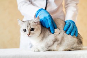 A leucemia felina, também conhecida como Felv (Feline leukemia vírus), é ocasionada por um vírus que pode provocar infecção permanente nos gatos, produzindo sintomas muito parecidos com os da leucemia em seres humanos, podendo levar o pet à morte. Por esse motivo, a FELV é considerada uma das doenças mais graves para os bichanos, sendo muito mais comum do que a maioria das pessoas pensam. Leia o texto abaixo e saiba tudo sobre essa patologia! COMO ACONTECE A TRANSMISSÃO DA LEUCEMIA FELINA? Enquanto a leucemia possui causas desconhecidas em seres humanos, a Felv (leucemia viral felina), pode ser transmitida através do contato de gatos saudáveis com a saliva, fezes, leite e urina de um bichano afetado. Isso quer dizer que a transmissão é muito frequente entre gatos que convivem juntos e compartilham seus potinhos de alimentos, caixas de areia e bebedouros e em gatos que têm acesso a rua, podendo entrar em contato com outros gatos contaminados. Por esse motivo, é muito importante saber se o gato é positivo para Felv e evitar que ele tenha acesso a rua. Além disso, o vírus da leucemia felina também pode ser transmitido em brigas e quando a gata dá à luz a filhotes por via transplacentária. QUAIS OS PRINCIPAIS SINTOMAS DA LEUCEMIA FELINA? Antes de conhecer os sintomas da leucemia viral felina, é importante ter em mente que existem muitos gatos que são positivos para a doença, mas que não apresentam sintomas, transmitindo a doença para outros felinos. Por isso, existem muitos tutores que nem ficam sabendo que o seu pet é positivo para o vírus. Os principais sintomas perceptíveis da leucemia felina são: 1- Perda de peso; 2- Anemia; 3- Estomatites (inflamações intensas na boca); 4- Anorexia; 5- Febre; 6- Apatia; 7- Problemas respiratórios. Sendo assim, ao perceber qualquer um desses sintomas, é de extrema importância que o tutor procure por um veterinário, visando começar o tratamento da doença antes que ela possa causar complicações mais graves ao pet. LEUCEMIA FELINA MATA? Infelizmente, a leucemia viral felina não tem cura e suas complicações são graves, fazendo com que a expectativa de vida de um felino contaminado pela Felv seja de aproximadamente 3 anos pós-diagnóstico, já que o vírus ataca o sistema imunológico e possui capacidade de desenvolver tumores nos órgãos e medula óssea. PORTANTO, COMO DIAGNOSTICAR E TRATAR LEUCEMIA FELINA? Quando há suspeita de Felv, é importante encaminhar o pet o quanto antes para um hospital veterinário, onde serão realizados exames laboratoriais, iniciando pelo teste de antígenos Elisa e/ou o exame PCR, para o diagnóstico da doença Caso a doença seja confirmada, vale lembrar que ela é uma patologia que não possui cura. Porém, isso não quer dizer que nada pode ser feito para prolongar a vida do gato. No caso, o tratamento da leucemia viral felina será realizado através da amenização das infecções secundárias, o que diminuirá o impacto da doença no bichano. Os passos para o tratamento serão dados pelo veterinário e dependerão do estado do animal. Também é importante frisar que o gato não estará livre do vírus, portanto, vai precisar de cuidados especiais pelo resto de sua vida, seja com os tratamentos indicados e orientações de como prevenir outras doenças e a disseminação do vírus para outros gatos. LEUCEMIA FELINA: COMO PREVENIR? Saiba que, ao contrário do que algumas pessoas pensam, é possível prevenir que o pet se contamine com a leucemia viral felina. Para isso, é importante levar gato ao veterinário, realizar os testes de check-up, fazer a vacina quíntupla (V5) – que além de prevenir a Felv também previne outras 4 viroses, e evitar que o bichano tenha acesso à rua. A castração de gatos é uma aliada para diminuir as chances do gato querer fugir de casa, evitando assim o contato com outros felinos e as brigas de disputa por território e fêmeas. Além disso, é importante o cuidado ao incluir um novo felino no ambiente sem ter o histórico de saúde do novo bichano. A Inova possui equipe atualizada e especializada em felinos para que seu pet possa receber sempre a melhor assistência e tratamento.