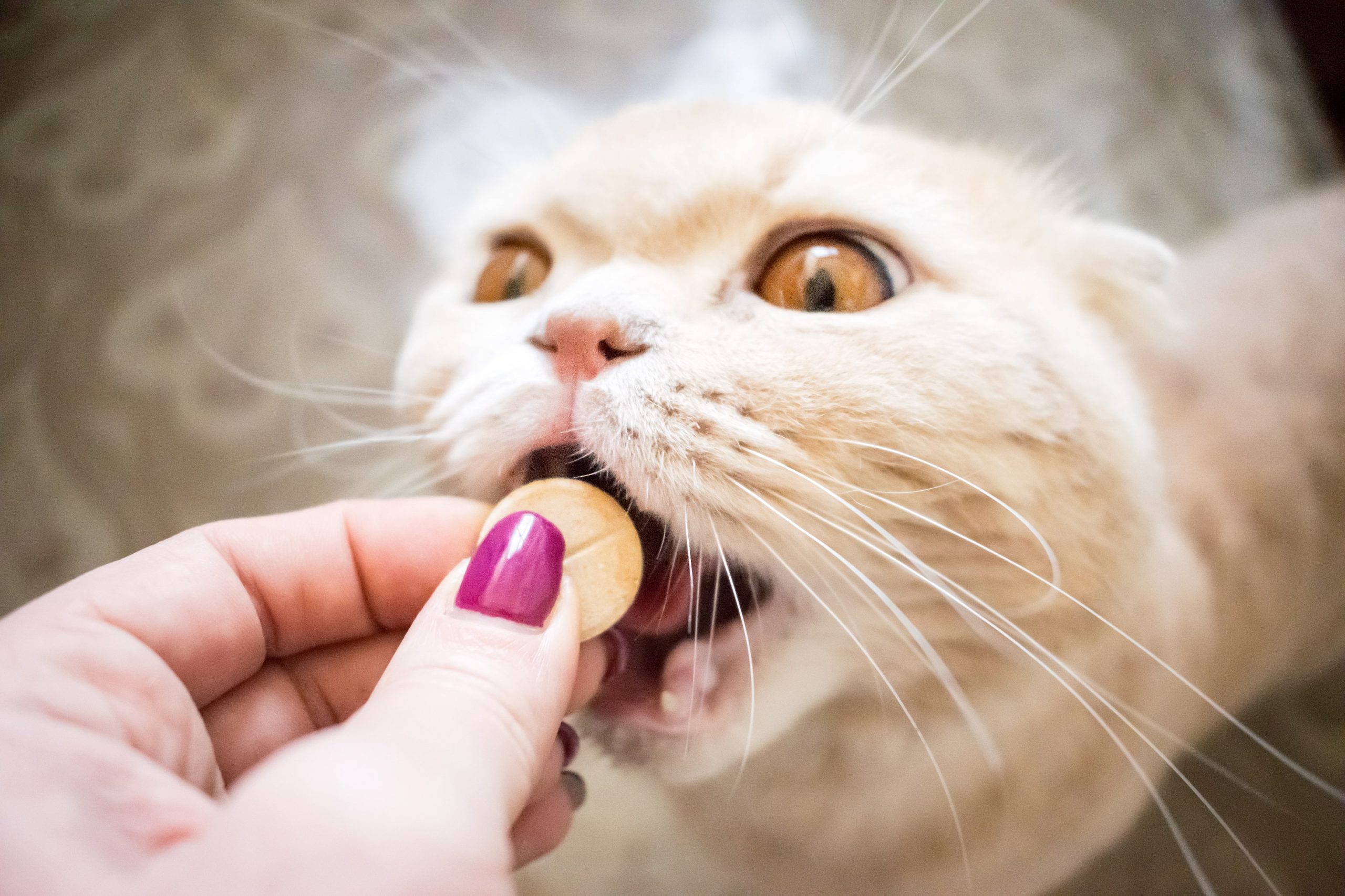 Gato vomitando amarelo: 6 CAUSAS E TRATAMENTO