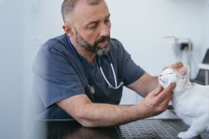 Acne felina: existe tratamento? Você não leu errado: os gatos também podem ter acne! Esse problema de pele recebe o nome de acne felina porque é uma inflamação bem parecida com a temida espinha em seres humanos. Para te ajudar a entender sobre o assunto, preparamos um texto explicando as principais dúvidas sobre a acne em gatos. Confira! Acne felina: o que é? A acne felina se assemelha muito a acne humana. Nos felinos, ela começa como um cravo, por conta do entupimento do poro por excesso de gordura. Logo depois, se dá o início de um processo inflamatório, acarretando em uma espinha, muitas vezes com pus. Esse problema pode acontecer com qualquer gatinho, e as regiões do corpo mais comuns são os lábios e queixo do pet. Por isso, é um pouco difícil de se perceber antes que o problema se agrave. Porém, é importante ficar atento, já que esse quadro costuma causar bastante dor e incômodo. Acne felina: causas A acne de gato tem como causa o entupimento dos poros por gordura - quando as glândulas sebáceas começam a produzir uma maior quantidade. Porém, outros motivos também podem explicar as causas desse problema, como: Problemas no sistema imunológicos; Alimentos de consumo impróprio para felinos; Estresse; Dificuldade para fazer a higiene do queixo e boca. Acne felina: sintomas Agora que você já sabe quais são as causas da acne felina, chegou a hora de identificar os sintomas. Dentre eles, estão: Cravos - pontinhos pretos - no queixo ou na boca do pet; Espinhas com pus; Coceira; Dor; Feridas e sangramentos na área afetada; Percebido os sintomas, é importante consultar um médico veterinário para saber como tratar a acne felina e não deixar que o problema se transforme em acne felina grave. Acne felina: tratamento Entender como tratar a acne felina dependerá de um diagnóstico feito por um veterinário de confiança. Acne felina: remédios Não é recomendado que você dê medicamentos ao seu pet, como dipirona para gatos, antes de uma consulta, e nem mesmo busque por tratamentos caseiros para acne felina. Somente após entender o caso e o histórico do seu pet, o veterinário poderá indicar um remédio para acne felina que seja efetivo para o seu pet, como: antibiótico para acne felina, anti-inflamatórios, remédios para dor ou até mesmo uma pomada para acne felina. Acne felina: como tratar Além do medicamento para acne felina, a higienização correta do local é de suma importância para curar o problema. E lembre-se: tomar decisões precipitadas, como tirar a acne felina com as suas próprias mãos, pode agravar o problema e causar ainda mais dor ao seu pet. Acne felina: prevenção Além da higienização correta da boca e do queixo do seu pet, trocar o potinho de plástico de água e ração por um feito de inox ou cerâmica pode ser uma boa ideia. Isso porque o plástico é um material poroso, ou seja, ele facilita o acúmulo de gordura, além de bactérias, podendo facilitar ou agravar o problema da acne felina. Na dúvida, vale a pena prevenir! Acne felina: contágio em humanos Assim como a acne humana não é contagiosa, a acne felina também não! Ou seja, esse problema não é transmitido para seres humanos, nem para outros pets. Pode ficar tranquilo! Se você ainda tem alguma dúvida sobre o assunto, ou precisa de uma ajudinha para cuidar do seu gatinho, conte com a Inova! Aqui, temos um time completo de veterinários e especialista em medicina de felinos, prontos para te ajudar!