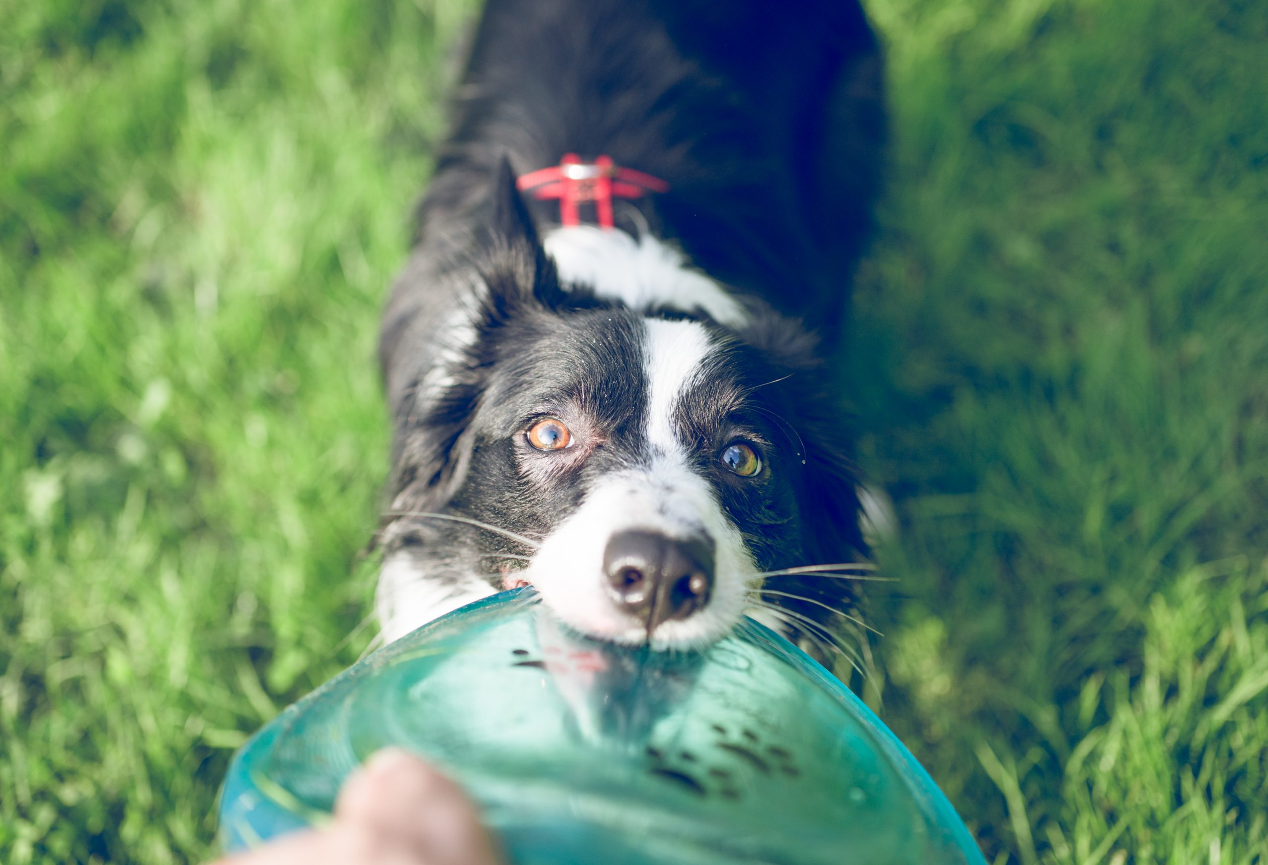 Animal doméstico passa doenças? Entenda 4 problemas transmitidos pelos pets  - 29/03/2019 - UOL VivaBem