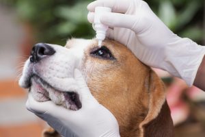 A Ceratite Ulcerativa, popularmente conhecida como úlcera de córnea em cães, é uma doença que vem se tornando muito comum, principalmente em pets de pequeno porte. Se você desconfia que seu amiguinho de quatro patas está com a doença e quer saber como tratar a úlcera de córnea em cães, acompanhe o texto. Úlcera de córnea em cães: o que é? A úlcera é qualquer ferida que acomete tecidos do corpo (como pele, estômago, etc). Sendo, a úlcera no olho uma lesão que leva a inflamação da córnea. Essa doença é muito comum, e pode ser dividida em superficial ou profunda. A úlcera de córnea profunda em cães é mais perigosa pois, se não tratada, pode levar a cegueira no pet. Também é válido lembrar que muitas úlceras superficiais acabam se tornando profundas, já que os cães tendem a coçar a região, podendo machucar ainda mais o local ou levar a uma infecção secundária. Por isso, é importante ter muito cuidado com a progressão da doença. Úlcera de córnea em cães: shih tzu As causas de úlcera de córnea em cães podem ser diversas: Como trauma no local; Infecções oculares; Contato com substâncias químicas (exemplo: produtos de limpeza); Deficiência lacrimal; Cílios ou pêlos virados para dentro da pálpebra (Entrópio, distiquíase ou cílios ectópicos); Doenças pré-existentes na córnea, entre outros. Porém, é certo que os cães de olhos “saltados”, como o shih tzu, são os que mais sofrem com a doença. Por terem os olhos mais expostos, o trauma acaba acontecendo mais facilmente, resultando na úlcera de córnea em cães. Úlcera de córnea em cães: sintomas Antes de saber como curar úlcera de córnea em cães, é necessário verificar se o pet realmente tem a doença. Para isso, além de realizar um teste de úlcera de córnea em cães no veterinário, alguns sintomas também podem ser observados. Diferente de outras doenças, que os sintomas podem ser cachorro com febre ou cachorro com tosse, a úlcera de córnea em cães causa: Lacrimejamento em excesso; Dores nos olhos; Secreção; Olhos vermelhos; Coceira nos olhos; Sensibilidade à luz; Piscadas em excesso; Dificuldade de abrir os olhos. Notando algum desses sintomas, leve o seu pet ao veterinário o mais rápido possível, para dar início a um tratamento úlcera de córnea em cães. Úlcera de córnea: tratamento em cães A úlcera de córnea em cães tem tratamento, e deve ser feito o quanto antes possível, para não causar nenhum dano à visão do pet. Úlcera de córnea em cães: como tratar Esqueça o remédio caseiro para úlcera de córnea em cães. Somente um veterinário especializado saberá como tratar, indicando o melhor colírio, pomada ou outro tratamento para úlcera de córnea em cães. Vale lembrar, mais uma vez, que medicar o seu pet sem a indicação de um especialista pode piorar a situação. Úlcera de córnea em cães: colírio Para o tratamento, geralmente será prescrito um colírio para úlcera de córnea em cães, além do uso do colar elizabetano (ou colar cirúrgico) para evitar que o pet coce e machuque ainda mais a região. Siga sempre a prescrição médica para que o problema não evolua e possa deixar seu pet cego. . Cirurgia de úlcera de córnea em cães: valor Em casos mais sérios, o colírio com antibiótico para úlcera de córnea em cães não basta, tendo que recorrer a cirurgia de úlcera de córnea em cães. Feito o procedimento, é necessário um acompanhamento veterinário pós cirúrgico com retornos de consulta e empenho dos tutores em cumprir corretamente a prescrição. Seguindo as orientações a úlcera de córnea deve cicatrizar. O preço varia de acordo com a seriedade do caso, exames e remédios a serem utilizados após a cirurgia. Seu pet está precisando de atendimento oftalmológico? Conte com a ajuda do time de especialistas da Inova! Entre em contato conosco hoje mesmo!