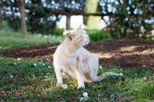 A sarna em gatos é uma doença dermatológica comum no dia a dia dos consultórios veterinários. Ela causa muito incômodo nos pets, por isso é importante entender o que fazer caso você desconfie que o seu felino esteja com esse problema. Continue acompanhando o texto e entenda tudo sobre o assunto! Sarna em gatos: o que é? A sarna em gatos é uma doença dermatológica, assim como a acne felina. Causada por ácaros (parasitas), ela pode apresentar diversas formas. Entenda os tipos de sarna em gatos: Sarna demodécica em gatos A sarna demodécica, ou sarna negra em gatos, é causada por dois ácaros - demodex cati ou demodex gatoi. Ela não é transmissível ao ser humano. Como característica, temos manchas escuras e feridas na cabeça, orelhas e patas. Sarna otodécica em gatos Também conhecida como sarna de ouvido em gatos, tem como causa o ácaro otodectes cynoti. Como consequência, o felino fica com bastante coceira no ouvido, além de excesso de cera. Ela não é transmissível aos seres humanos, porém pode ser transmitida para outros gatos e cães. Por isso é necessário tomar cuidado se você possui um cão e um gato convivendo no mesmo local e o seu pet está com sarna otodécica. Sarna notoédrica em gatos A sarna notoédrica, também conhecida como escabiose felina, é transmissível para outros animais e para os seres humanos. Ela é causada pelo ácaro notoedres cati e causa feridas, coceira e queda de pelo do felino. Sarna de gato em humanos Alguns tipos de sarna, como a sarcóptica e a notoédrica podem sim afetar os seres humanos. A transmissão acontece por contato com o pet infectado e pode causar coceira e lesões. Porém, caso o seu gatinho esteja com sarna, não precisa ter medo. Trouxemos alguns cuidados que devem ser tomados para garantir a segurança de ambos: Utilizar luvas e roupas que protejam os braços durante o contato com o pet; Higienizar as mãos antes e depois do contato; Manter o local e pertences do felino sempre limpos. O veterinário poderá receitar algum produto sarnicidas para limpeza do ambiente, auxiliando a eliminação do ácaro; Seguir o tratamento conforme recomendação veterinária. Sarna em gatos: sintomas A sarna em gatos costuma causar alguns sintomas, que facilitam a identificação. Alguns deles são: Queda de pelo na região afetada; Vermelhidão; Feridas; Coceira muito intensa; Dor. Se você percebeu que o seu pet está com alguns desses sintomas, leve-o a uma consulta ao veterinário o mais rápido possível, já que essa doença costuma causar muito incômodo. Sarna em gatos: como tratar Para saber como tratar a sarna em gatos, é necessário uma ida ao veterinário. Ele saberá identificar o tipo de sarna do seu amiguinho com exames complementares, indicando um remédio para sarna em gatos, como antibiótico, pomada ou outros medicamentos para sarna em gatos. Ele também saberá como tratar a sarna de ouvido em gatos, indicando a medicação correta para o tipo de sarna e também o estágio da doença. Importante lembrar: não medique o seu pet em casa sem prescrição. Alguns remédios, como dipirona para gato, podem trazer consequências se não administrados corretamente. Sarna em gatos: tratamento caseiro O tratamento caseiro, com o uso de diversos remédios caseiro para sarna em gatos, sem o acompanhamento de um veterinário, não é recomendado e pode causar ainda mais dor e incômodo ao seu felino. Nós sabemos que muitas pessoas, muitas vezes com a melhor intenção, dão “dicas” de ótimos remédios naturais e caseiros, mas saiba que mesmo que seja natural pode ser perigoso para a saúde do pet. Somente um veterinário especializado saberá qual o melhor remédio para sarna em gatos. Não use enxofre para sarna em gatos e nem vinagre branco para sarna em gato sem prescrição médica. Com o tratamento correto, seu pet estará saudável rapidamente. Sarna em gatos: prevenção A prevenção das doenças é sempre o melhor caminho. No caso da sarna em gatos, alguns hábitos ajudarão a evitar o problema: Evite que o seu felino tenha acesso à rua; Mantenha o ambiente que ele vive sempre limpo; Utilize o antiparasitário regularmente; Leve-o para uma consulta ao veterinário com frequência. Aqui na Inova contamos com uma equipe completa, além de veterinárias especializadas em dermatologia e felinos. Agende uma visita!