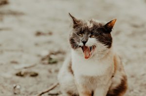 Gato tossindo? Você não leu errado! A tosse pode sim acometer os nossos felinos. Se você observou o seu gato com tosse e quer saber o que pode ser e o que fazer, continue lendo o texto! Gato tossindo: o que pode ser A tosse em gatos não é algo muito comum de se ver, por isso esse fato pode causar muita apreensão nos tutores desses pets. Se o seu felino apresentou um episódio de tosse de gato, saiba que as causas podem ser as mais variadas possíveis. O diagnóstico deve ser feito por um médico veterinário de confiança, mas podemos destacar algumas das causas mais comuns: Asma e bronquite; Alergias; Fibrose pulmonar; Bolas de pelo (muitas pessoas confundem com o gato tossindo bola de pelo, porém essa é uma tentativa do felino expelir - regurgitar - a bola de pelo). Resfriado, gripe e, em casos mais grave, pneumonia; Doenças cardíacas (tosse provocada por esforço); Câncer (mais comum em felinos idosos). Percebendo a tosse de gato, leve-o a um veterinário para um check-up geral. Descreva o histórico do seu pet e a rotina dele (para descartar a possibilidade de alguma alergia). Alguns exames também podem ajudar a detectar a causa do problema, mas cabe ao veterinário solicitar. Gato espirrando e tossindo É importante ressaltar que a tosse e o espirro são ações diferentes. A tosse em gato possui algumas características, como: alongamento do pescoço e abertura do tórax; Pescoço e cabeça esticados e abaixados e boca aberta ou fechada. O espirro é uma reação normal do organismo quando algo irrita o nariz do pet, como alguma alergia ou até mesmo fatores externos, como fumaça. Porém, já ouvimos relatos como ”meu gato está tossindo e espirrando”, e essa junção é algo que se deve prestar atenção, já que juntos podem indicar problemas respiratórios ou pulmonares. Gato tossindo: o que fazer Se você quer saber o que fazer quando o gato está tossindo, o aconselhável é levá-lo ao veterinário o mais breve possível, já que o gato com tosse pode indicar muitas doenças que precisam ser tratadas. Tosse de gato: o que fazer? Antes de mais nada, é importante lembrar que dar remédio ao seu pet, como dipirona para gatos, sem a orientação médica, pode agravar a saúde do seu amiguinho. Como já ressaltamos aqui, o indicado é sempre levar o seu pet em consulta com o veterinário, que saberá o que pode ser a tosse seca em gatos e como tratá-los da melhor maneira. Gato com tosse: engasgo Quando o gato tosse como se estivesse engasgado, pode ser que algo esteja obstruindo sua garganta. Fique atento aos sintomas e leve-o ao veterinário o mais rápido possível ao notar qualquer sinal que ele esteja ficando com falta de ar. Como curar a tosse de gato? O tratamento para tosse dos gatos irá de acordo com o diagnóstico feito pelo veterinário. Pode ser indicado um remédio para tosse de gato, além de solicitados exames para acompanhar a saúde do felino. Porém, se o problema da tosse no gato for mais grave, é necessário um acompanhamento contínuo. Aliás, fazer check ups anuais e cuidar da saúde do seu amiguinho é de suma importância e pode evitar diversas doenças e estar sempre com a saúde do seu pet em dia e evitando surpresas. Aqui na Inova possuímos um time completo, pronto para te ajudar a cuidar do seu gatinho! Agende uma consulta e venha nos conhecer!