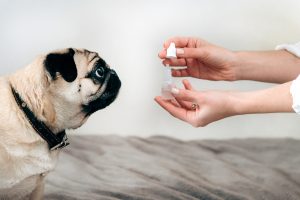 A dipirona é um remédio de ação anti inflamatória e de ação analgésica, de uso muito comum pelos seres humanos. Contudo, será que a dipirona para cães é indicada? Continue acompanhando o texto e descubra se você pode dar dipirona para cachorro! Cachorro pode tomar dipirona? A dipirona é um medicamento muito comum na caixinha de primeiros socorros de muitas pessoas. Porém, ao notar alguma alteração na saúde do pet, como dermatite em cachorro ou algum indício de que o pet esteja com dor, uma dúvida muito comum entre os tutores de cães é - pode dar dipirona para cachorro? A resposta é sim. A dipirona para cães com dor ou a dipirona para cães com febre pode ser dada, porém somente quando receitada pelo médico veterinário. Vale lembrar que os cães possuem dificuldade em metabolizar alguns medicamentos, como paracetamol e ibuprofeno, portanto nunca devem ser administrados! Analgésico para cães: dipirona A dipirona atua apenas como um analgésico para cachorros, não tratando a doença em si. Portanto, para não colocar em risco a vida do seu pet, desconfiando de qualquer sintoma, leve-o o mais rápido possível para uma avaliação com um veterinário. Ele fará exames e conseguirá descobrir a origem do problema, já que doenças mais sérias, como uma úlcera de córneas em cães, dentre tantas outras, devem receber tratamentos diferenciados. Muitas vezes administrar um medicamento como a dipirona, pode mascarar a doença, uma vez que você achará que o problema foi resolvido e apenas o sintoma não está mais aparecendo. Dipirona para cães: efeitos colaterais A administração da dose incorreta de dipirona humana para cães, sem recomendação veterinária, pode trazer efeitos colaterais, como vômitos, diarréia, gastrite, entre muitos outros sintomas. Portanto, nunca pratique a automedicação em seu pet. Qual a dose de dipirona para cães? Como já citado, para saber a dosagem de dipirona para cães, além da frequência, é necessário uma orientação de um veterinário. Dipirona: dosagem para cães Como todo remédio, a dipirona é metabolizada pelo fígado. Logo, a dosagem de dipirona para filhotes de cães será diferente da dosagem de dipirona para cães adultos, por exemplo. Aqui vale também o alerta de não utilizar a receita de um pet para medicar o outro. Portanto, por mais que você queira ajudar, não é recomendado medicar seu amiguinho com dosagens que encontramos na internet. Dipirona: em gotas ou em comprimido? A forma como a dipirona será administrada vai depender de cada pet. Às vezes, a dipirona em gotas para cães pode ser a melhor alternativa. Porém, se o volume for muito grande, a dipirona em comprimido para cães será recomendada. Substâncias proibidas para cachorros: conheças algumas Algumas substâncias são extremamente proibidas para os cãezinhos. Conheça algumas: Tylenol: o uso pode levar à intoxicação e lesões aos órgãos do pet, como o fígado; AAS Infantil e/ou adulto: esse medicamento contém ácido acetilsalicílico, e os cães não possuem a enzima hepática responsável pela metabolização e eliminação do composto. Ou seja, é um medicamento tóxico para eles. Aspirina: a aspirina também contém ácido acetilsalicílico, que como já dito é tóxico aos pets. Dorflex: o dorflex é outro medicamento que não pode ser dado aos cães, já que contêm orfenadrina e cafeína em sua composição, que são altamente tóxicos para os pets. Precisa de ajuda para cuidar do seu amiguinho? Entre em contato com a Inova e agende uma consulta!