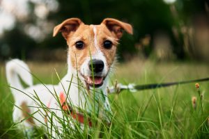 O verme em cachorro é um dos problemas mais comuns no dia a dia dos consultórios veterinários, e com certeza você já deve ter ouvido falar no assunto. Porém, você sabe quais são os sintomas de verme em cachorro e o que fazer diante da situação? Entenda tudo sobre o assunto! Verme em cachorro: o que é? Como o nome já diz, a doença se trata de um quadro de verminose nos pets. Por isso, os cães devem ser vermifugados corretamente e seguindo um calendário correto, indicado pelo veterinário. Porém, mesmo vermifugados, o problema pode acabar ocorrendo, ao frequentar locais com muitos animais - como praças e parques - por exemplo. Além disso, o problema pode ocorrer independentemente da idade do pet. Os casos de verme em cachorro filhotes também são comuns. Verme de cachorro em humanos: é possível? Verme de cachorro pega em humano? A resposta é sim! O verme de cachorro em pessoas realmente pode acontecer, mas não são todos os tipos que são transmissíveis aos humanos. Alguns cuidados básicos com a higiene, como lavar bem as mãos após o contato com os pets, podem ser suficientes para que o problema não ocorra. Além disso, o consumo de carnes mal cozidas e água não filtrada podem causar vermes também, como a Toxoplasmose. Tipos de vermes em cachorros Os vermes em cachorro podem ser divididos em alguns tipos. Conheça: Vermes intestinais em cachorro Os vermes que afetam o intestino dos cães são muito comuns e alguns podem até mesmo ser transmitidos para os seres humanos. Entre os tipos estão: Vermes chatos ou cestodos; Vermes redondos ou nematodos (transmissível aos seres humanos); Vermes ganchudos (transmissível aos seres humanos) e os Vermes chicote. Vermes pulmonares em cachorro Os vermes também podem estar nos pulmões, seja diretamente, ou por meio dos vermes intestinais que acabam ao longo do ciclo indo parar no sistema respiratório. Verme do coração em cachorro Além do intestino e do pulmão, eles também podem encontrar-se no coração do pet. Um exemplo é a Dirofilaria immitis, transmitida por meio de picadas de mosquito. Vermes oculares em cachorro Por fim, eles também podem acometer a região dos olhos. Um exemplo é a Thelazia, também transmissível aos seres humanos. O que causa verme em cachorro? Agora que você já sabe o que é verme em cachorro e quais os tipos, está na hora de entender o que dá verme em cachorro. Existem diversas maneiras dos pets contraírem vermes e até alguns mitos que rondam o assunto, como aquele em que o leite da verme em cachorro, o que não é verdade, apesar da ingestão do leite não ser recomendado por outras razões. Dentre as causas, podemos citar: Ao passear e explorar parques, praças e outros gramados , o seu amiguinho pode acabar pegando algum parasita que vive na grama e na terra do ambiente; Lambidas - se os ovos de verme grudarem no pelo do seu pet e ele lamber o local, ele também pode acabar contraindo algum parasita; Picadas de mosquitos. O que causa verme em filhote de cachorro Além das maneiras citadas acima, os vermes também podem ser transmitidos de mãe para filhote, por meio da placenta ou nos primeiros dias de vida do pet, ao amamentar. Verme em cachorro: sintomas Você sabe quais os sintomas de verme em cachorro? A verdade é que existem muitos, e até mesmo a tosse em cachorro pode ser verme, no caso do pulmonar. Conheça alguns sintomas de verme em cachorro: Diarréia; Cachorro com febre; Cachorro com tosse; Diminuição ou perda de apetite; Mudança na textura das fezes; Vômito; Fraqueza; Presença de verme nas fezes (estágio mais avançado). Se você notar algum desses sintomas em seu pet, leve-o a um veterinário o mais rápido possível para dar início ao tratamento. Como tratar verme em cachorro Somente um veterinário pode orientar a respeito do tratamento para verme em cachorro. Por mais que você queira ajudar, os remédios caseiros para verme em cachorro não são recomendados, pois podem acabar piorando o problema. Um médico veterinário realizará exames, como o de verificação de fezes no caso de verme intestinal, para saber o tipo de verme e como proceder. Geralmente um remédio de verme para cachorro será indicado, mas antes disso é preciso que o veterinário faça o diagnóstico correto do tipo de verme. Dependendo do diagnóstico será determinado o medicamento e o tempo de uso. Remédio de verme para cachorro: de quanto em quanto tempo? Para saber de quanto em quanto tempo devem ser administrados vermífugos (remédio para verme em cachorro) de maneira preventiva é necessário orientação veterinária. De modo geral, pode-se dizer que o tempo varia: entre 3 a 6 meses, ou até mesmo um ano. Porém, para cuidar da saúde do seu amiguinho e prevenir que qualquer doença o acometa, check ups anuais e visitas de rotina ao veterinário são necessárias. Precisando de ajuda para cuidar do seu amiguinho? Entre em contato conosco e agende uma consulta!
