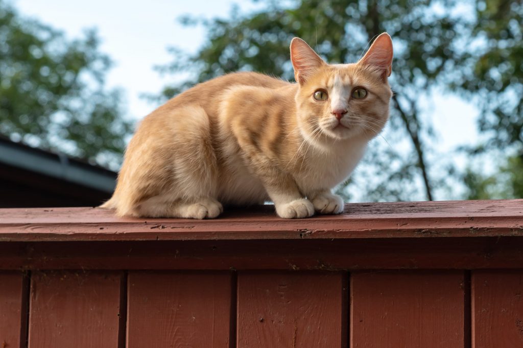 A toxoplasmose é uma doença causada pelo parasita Toxoplasma gondii. Mas você sabe porque ela ganhou a fama e ficou conhecida como doença do gato? Leia o texto e confira tudo sobre o assunto! O que é a doença do gato: toxoplasmose A doença do gato, que recebe o nome de Toxoplasmose, ainda gera muitas dúvidas nos tutores. Trata-se de uma doença infecciosa, causada pelo parasita Toxoplasma gondii. Ela não é contagiosa, e na maioria dos casos é contraída via oral, comum na ingestão de carnes cruas ou mal passadas contaminadas, verduras, legumes e frutas mal lavadas, além de água contaminada. Como é a doença do gato e o que causa doença do gato? A toxoplasmose ganhou o nome da doença do gato pois os felinos são os únicos hospedeiros definitivos dos parasitas, isso é, o ciclo reprodutivo do Toxoplasma gondii se completa no intestino dos gatos infectados e eles, por sua vez, eliminam ovos (oocistos) em suas fezes. Porém, engana-se quem pensa que todos os gatos possuem a doença. Apenas uma parcela pequena, em especial aqueles que têm acesso à rua, podem acabar contraindo, ao ingerir alguma carne contaminada - como por exemplo de uma ave. Por isso, evitar que seu amiguinho dê as famosas “voltinhas” e realizar a castração de gatos são grandes aliados no controle da doença. Doença do gato: sintomas no felino No geral, o gato portador da toxoplasmose não apresenta sintomas, mas pode acontecer de ocasionar febre, fraqueza e até mesmo anorexia. Por isso, é importante ficar atento e, ao qualquer sinal de desconfiança, levar o seu amiguinho ao veterinário o quanto antes. Doença do gato em humanos: o gato não é o grande culpado! Infelizmente, a toxoplasmose ainda é motivo de muitos abandonos de diversos gatinhos por parte dos seus tutores, que não possuem informações corretas sobre como se pega a doença do gato (toxoplasmose). Isso porque, apesar de ser uma “doença das fezes do gato”, eles não são os grandes transmissores do parasita! Saiba as principais causas da doença: Ingestão de carnes cruas ou mal passadas que contêm cistos do parasita; Consumo de água não filtrada; Frutas e verduras cruas mal lavadas, que contêm o cisto; Manipulação de alimentos ou utensílios de cozinha contaminados com o cisto; Transmissão de mãe para o feto durante a gestação; Fazer jardinagem sem luvas. Aliás, é muito importante lembrar que o felino não transmite continuamente o parasita. Após ser contaminado, ele eliminará em suas fezes os cistos após 5 dias ou uma semana, apenas uma vez em toda sua vida. Entendeu agora porque os gatos não são os grandes vilões da doença do gato em pessoas? Esse é até um termo que não deveria ser usado. Doença do gato tem cura? Felizmente, diagnosticada a doença por um médico veterinário, existe sim a possibilidade de tratamento e cura. Porém, a medicação não deve ser realizada sem recomendação médica, como por exemplo, dar dipirona para gatos. Geralmente, são receitados antibióticos, além de exames e acompanhamento veterinário. É importante não oferecer carne crua ao seu pet, dando a ele somente ração ou refeições prescritas, além de mantê-lo dentro de casa. Sintomas da doença do gato em humanos Nos humanos, a toxoplasmose também pode ser assintomática. Porém, por ser uma doença viral, pode ocasionar sintomas como febre, fraqueza, dor no corpo e cabeça. Entretanto, se a pessoa estiver com o sistema imunológico baixo, a doença pode ser agravar, atingindo o cérebro, coração, fígado, dentre outros órgãos. Fique atento e diante de qualquer sintoma procure um médico. Doença do gato na gravidez: confira mitos e verdades sobre a toxoplasmose Existem alguns mitos que rondam esse assunto, principalmente a respeito da doença do gato em grávida, é assim que as pessoas associam a toxoplasmose durante a gestação. Confira alguns mitos e verdades que trouxemos para você se informar: A toxoplasmose só é transmitida pelos felinos: mito! Como já dissemos, os gatos não são os principais causadores dessa doença. É muito mais provável que a pessoa se contamine ao ingerir carnes cruas ou mal passadas com o cisto, por exemplo. Gestante pode passar a toxoplasmose para o bebê: verdade! A transmissão pode ocorrer de mãe para o feto durante a gestação. Mulheres devem se afastar do seu gatinho durante a gestação: mito! Não é necessário se afastar do seu pet nesse período. Para evitar contaminação, é indicado que outro membro da família limpe sua caixinha de areia. Caso não seja possível, use luvas e pazinha para limpar as fezes do pet, além de higienizar as mãos após terminar. A toxoplasmose é transmitida por arranhões de gato: mito! A toxoplasmose não é transmitida por arranhões de gato. A doença da arranhadura do gato é causada pela bactéria Bartonella henselae. Preciso fazer checkups anuais em meu gatinho para garantir que está tudo bem: verdade! Existem diversas outras doenças que podem afetar o seu amiguinho, como a leucemia felina (FELV), doença do gato no olho (toxoplasmose ocular) e a doença do pêlo do gato (esporotricose). Por isso, é muito importante realizar visitas periódicas ao veterinário para garantir que está tudo bem com o seu pet. Assim, você garante que a sua saúde e a dele fique em dia! Aqui na Inova possuímos veterinários especializados no cuidado de felinos, assim como em outras especialidades. Venha nos conhecer!