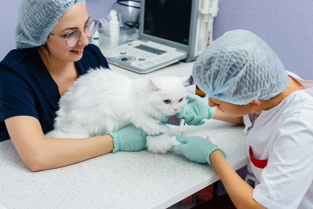 Assim como nós, os felinos também precisam ser vacinados, como uma forma de prevenção a diversas doenças. Porém, esse é um assunto que pode gerar muitas dúvidas, principalmente quanto à periodicidade. Por isso, preparamos um texto completo sobre vacinas para gatos! Confira! Vacinas para gatos: qual a sua importância? As vacinas para gato são responsáveis por produzir anticorpos - células de defesa - no organismo do felino. Ou seja, são uma forma de prevenção contra diversas doenças, como a FELV (leucemia felina) e outras que são muito comuns entre os bichanos. E olha, a vacina não protege somente os gatinhos não, hein? Hoje, já sabemos que diversas enfermidades podem passar do pet para as pessoas e a vacinação garante também uma convivência saudável entre pets e humanos. Para saber qual a idade para vacinar gatos, é importante uma visita a um veterinário. Porém, é certo que elas devem estar presentes na rotina desde o início da vida do pet, começando geralmente a partir dos 45 dias de vida do felino. As vacinas para gatos filhotes, por exemplo, irão protegê-los caso eles tenham contato com alguma patologia, não deixando que ela se instale no organismo ainda frágil do filhote. Tabela de vacinas para gatos O calendário de vacinas para gatos é diferente dos cachorros, por isso é preciso estar atento. Uma visita ao veterinário irá sanar diversas dúvidas que rondam a cabeça dos tutores em relação a quais vacinas são importantes para o pet e ainda o calendário que deve ser seguido. Isso porque o protocolo vacinal dos gatos é feito de forma individual, levando em conta o histórico e estilo de vida do felino. Além disso, é muito importante a realização de exames de check-up e os testes para FIV e FELV. Existem 3 tipos de vacinas para os gatos: V3, V4 e V5. Vacina V3 para gatos A vacina V3 felina (vacina tríplice - trivalente) protege o pet contra duas doenças respiratórias - rinotraqueíte felina e a calicivirose felina, além da panleucopenia felina (que pode causar danos ao sistema digestivo e sanguíneo). Vacina v4 para gatos A vacina V4 felina (vacina quádrupla) irá trazer os mesmos benefícios da V3, além de proteger contra a clamidiose (doença infecciosa, que atinge os olhos dos animais e pode acometer os seres humanos). Vacina v5 para gatos Já a vacina V5 felina (vacina quíntupla) é a mais completa: traz os mesmos benefícios da V4, e também protege contra a FELV (leucemia felina). Vacina de raiva para gatos Além das vacinas V3, V4 e V5, os gatos também precisam ser vacinados contra a raiva. a vacina de raiva é muito necessária, já que essa doença pode levar o pet à morte, além de poder contaminar seres humanos. Além disso, é sempre importante lembrar que as vacinas devem ser anuais. Não basta vacinar seu amiguinho apenas quando filhote, pois a imunidade não é vitalícia. Para a proteção se estender, algumas vacinas devem ser reaplicadas e somente um médico veterinário poderá te orientar quanto a periodicidade. O veterinário especializado em gatos também vai te orientar em como levar o gato para vacinar e como segurar um gato para vacinar, alguns bichanos são mais calmos e tranquilos em relação ao transporte, mas alguns são mais ariscos. Vacina para gatos: preço Após essas informações, você deve estar se perguntando “quanto custa para vacinar um gato”. Porém, saber quanto custa vacina para gato irá depender da localidade, já que o preço médio pode variar e o território brasileiro tem muitas peculiaridades. Vacina para gatos: reações Assim como nas crianças, as vacinas para gatos podem provocar algumas reações após a aplicação, como febre, diarréia e até mesmo vômito. No geral, elas tendem a passar em até 24 horas, mas se você observar que seu gatinho apresentou algum sintoma após a vacinação, é recomendado que você ligue ou leve-o até o veterinário. A medicação sem prescrição médica, como dar dipirona para gatos, não é recomendada, já que pode trazer consequências ainda piores à saúde do pet. Vacina anticoncepcional para gatos: não arrisque a vida do seu amiguinho Infelizmente, é muito comum a busca de vacina para cio de gato. Por isso, viemos trazer um grande alerta: ela pode colocar a vida do seu pet em risco! A vacina para gato não pegar cria pode levar a sérias infecções e a formação de tumores no seu gatinho, já que ela contém altas taxas de hormônios. Então, nem pense em pesquisar como aplicar vacina em gato para não engravidar ou vacina abortiva para gatos. O assunto é sério e demanda atenção e responsabilidade! A castração de gatos sempre será o melhor caminho para cuidar da saúde do seu pet. As vantagens da cirurgia de castração vão muito além do controle populacional dos felinos. Ela também previne o risco de aparecer problemas sérios de saúde. E vale lembrar que para castrar o gato precisa estar vacinado. Então, mantenha a carteirinha de vacinação do seu pet em dia! Aqui na Inova, contamos com diversos profissionais capacitados para cuidar da saúde do seu felino. Entre em contato e agende uma visita! *Valores de referência no ano de 2021, no interior do estado de São Paulo.