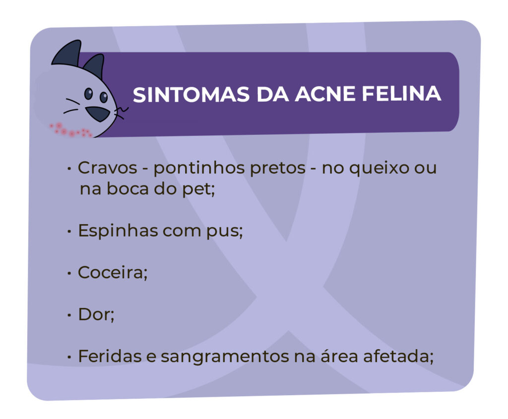 Sintomas da acne felina
Cravos - pontinhos pretos no queixo ou na boca do pet
Espinhas com pus
Coceira
Dor
Feridas e sangramentos na área afetada