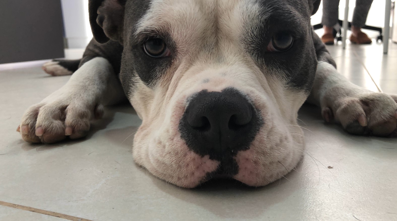Operador Cadena Paisaje Cachorro Vomitando Espuma Kilimanjaro Cintura 