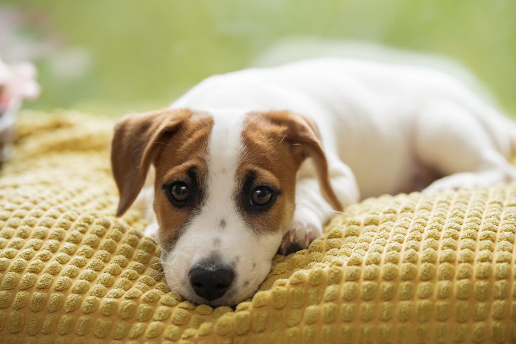 Ver o cachorro vomitando costuma causar bastante preocupação aos tutores ou pais de pet. O mais importante a se fazer, nesse caso, é investigar as possíveis causas antes de determinar o tratamento. Continue lendo e entenda o assunto! Meu cachorro está vomitando: o que pode ser? Assim como nos humanos, o vômito de cachorro representa que algo não está bem internamente. Desde a ingestão de um alimento indevido, intolerância a ração ou até mesmo alguma doença mais grave. Antes de mais nada, é importante observar se o pet está vomitando ou regurgitando. No vômito, o pet está expulsando algo de seu estômago, já no regurgito ele está expulsando algo de seu esôfago (garganta) - que não começou a ser digerido. Por isso, muitas vezes o termo cachorro vomitando ração, por exemplo, não está correto, já que ele pode ter ingerido o alimento muito rápido e regurgitado. De qualquer forma, é importante ficar atento aos hábitos do seu amiguinho para entender o que está acontecendo com ele e se uma visita ao veterinário se faz necessária, além dos check ups de rotina. Cachorros vomitando: causas Antes de se perguntar o que fazer quando o cachorro está vomitando, é importante entender qual a causa desse problema, para que o tratamento seja adequado e eficaz. 1- Cachorro vomitando amarelo Na maioria das vezes, o vômito amarelo do cachorro é uma forma de defesa do organismo. O ideal é fazer uma visita a um veterinário de confiança, que vai querer saber com qual frequência esses vômitos ocorrem, pois esse problema pode ter diferentes causas. Dentre elas: Alteração no fígado; Estômago vazio - jejum prolongado, comum em pets com alimentação seletiva; Ansiedade - que também pode levar o pet a não se alimentar; Dor ou outras doenças, que necessitam de investigação. No geral, o cachorro vomitando espuma amarela se deve pela ação da bile, substância produzida pelo fígado e liberada pela vesícula biliar. E, quando o pet está com o estômago vazio, essa substância pode acabar irritando o estômago e provocando o vômito amarelo. 2- Cachorro vomitando verde O vômito verde também pode ter as mesmas causas do vômito amarelo, como por exemplo o estômago vazio. Usando a mesma explicação da ação da bile, substância produzida pelo fígado e liberada pela vesícula biliar, há uma irritação no estômago. Porém, a coloração verde indica maior quantidade de bile, enquanto o amarelo indica menos. E isso pode acontecer se o seu pet vomitar repetidas vezes, ou até mesmo indicar algum problema mais sério, que somente um médico veterinário será capaz de avaliar. De qualquer forma, além da visita ao veterinário, observe a frequência do vômito e se o seu amiguinho apresenta outros sintomas, como por exemplo cachorro vomitando e com diarreia. 3- Cachorro vomitando espuma branca Também referido como cachorro vomitando espuma, esse pode ser um problema mais difícil de identificar. Porém, é importante relatar ao veterinário o que você observou, para ajudá-lo a entender melhor qual a causa, que podem ser: Intoxicação alimentar; Náuseas, indigestão ou refluxo - que podem acontecer quando o pet come muito rápido; Infecções ou inflamações no estômago ou intestino, como a gastrite; Doenças mais sérias. Observe também se, além do vômito, esse problema vem acompanhado de outros sintomas, como cachorro com febre, cachorro com tosse ou com falta de apetite. 4- Cachorro vomitando sangue Um cachorro vomitando sangue traz muita preocupação, pois pode estar associado a algum problema sério de saúde. Em primeira instância, observe se o sangue não está saindo de nenhum ferimento da boca do pet. E isso você saberá pela cor e a consistência do sangue. Se ele apresentar uma coloração de vermelho vivo, é um pouco improvável que o problema seja gastrointestinal. Agora, se ele for mais escuro, e também aparecer nas fezes, pode indicar algo mais sério. É muito importante fazer uma visita ao veterinário, o mais rápido possível,para investigar as possíveis causas do vômito com sangue, que podem ser: Lesões internas; Ingestão de objetos pontiagudos e estranhos; Verminose; Coagulopatia (distúrbio muito comum de coagulação do sangue); Doença do carrapato; Parvovirose; Cinomose; Câncer; Infecções, dentre outros. Sabendo o que está causando o problema, o veterinário poderá ajudar seu amiguinho de forma muito mais eficaz. 5- Cachorro vomitando marrom Se o seu amiguinho está vomitando marrom, além da causa alimentar - bastante comum - também é importante observar se ele não anda mexendo em suas fezes. Chamado de coprofagia, é o hábito que alguns cães têm de comer o próprio cocô. E uma explicação bastante comum desse problema são as causas comportamentais, como ansiedade, submissão e necessidade de atenção. Se você notou que o seu pet anda fazendo isso, procure um veterinário de confiança e veja a melhor maneira de ajudar o seu amiguinho. 6- Cachorro com vômito e diarreia O cachorro com vômito e diarreia pode estar apresentando sinais de intolerância alimentar! Isso é um sinal de que algo que ele andou comendo não caiu muito bem, sendo necessário mudar a alimentação, com auxílio veterinário. Algumas doenças, como a giárdia, cinomose, parvovirose, entre outras, também podem apresentar esses sintomas. A vacinação é uma forma de prevenção para que seu amiguinho não seja acometido por essas e outras doenças. Cachorro vomitando: o que fazer Como já dito anteriormente, além de observar o que aconteceu com o seu pet - para relatar corretamente o problema, a pessoa mais indicada para tratá-lo é o veterinário. Com os exames adequados, ele saberá identificar a causa do problema e iniciar o tratamento e, se necessário, receitar um remédio para vômito de cachorro. Remédios caseiros para cachorro vomitando não são indicados, já que não tratam a causa do problema e podem agravar a situação. Precisa de ajuda com o seu amiguinho? Agende uma consulta com um de nossos especialistas e venha conhecer o time da Inova!