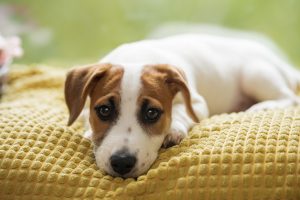 Ver o cachorro vomitando costuma causar bastante preocupação aos tutores ou pais de pet. O mais importante a se fazer, nesse caso, é investigar as possíveis causas antes de determinar o tratamento. Continue lendo e entenda o assunto! Meu cachorro está vomitando: o que pode ser? Assim como nos humanos, o vômito de cachorro representa que algo não está bem internamente. Desde a ingestão de um alimento indevido, intolerância a ração ou até mesmo alguma doença mais grave. Antes de mais nada, é importante observar se o pet está vomitando ou regurgitando. No vômito, o pet está expulsando algo de seu estômago, já no regurgito ele está expulsando algo de seu esôfago (garganta) - que não começou a ser digerido. Por isso, muitas vezes o termo cachorro vomitando ração, por exemplo, não está correto, já que ele pode ter ingerido o alimento muito rápido e regurgitado. De qualquer forma, é importante ficar atento aos hábitos do seu amiguinho para entender o que está acontecendo com ele e se uma visita ao veterinário se faz necessária, além dos check ups de rotina. Cachorros vomitando: causas Antes de se perguntar o que fazer quando o cachorro está vomitando, é importante entender qual a causa desse problema, para que o tratamento seja adequado e eficaz. 1- Cachorro vomitando amarelo Na maioria das vezes, o vômito amarelo do cachorro é uma forma de defesa do organismo. O ideal é fazer uma visita a um veterinário de confiança, que vai querer saber com qual frequência esses vômitos ocorrem, pois esse problema pode ter diferentes causas. Dentre elas: Alteração no fígado; Estômago vazio - jejum prolongado, comum em pets com alimentação seletiva; Ansiedade - que também pode levar o pet a não se alimentar; Dor ou outras doenças, que necessitam de investigação. No geral, o cachorro vomitando espuma amarela se deve pela ação da bile, substância produzida pelo fígado e liberada pela vesícula biliar. E, quando o pet está com o estômago vazio, essa substância pode acabar irritando o estômago e provocando o vômito amarelo. 2- Cachorro vomitando verde O vômito verde também pode ter as mesmas causas do vômito amarelo, como por exemplo o estômago vazio. Usando a mesma explicação da ação da bile, substância produzida pelo fígado e liberada pela vesícula biliar, há uma irritação no estômago. Porém, a coloração verde indica maior quantidade de bile, enquanto o amarelo indica menos. E isso pode acontecer se o seu pet vomitar repetidas vezes, ou até mesmo indicar algum problema mais sério, que somente um médico veterinário será capaz de avaliar. De qualquer forma, além da visita ao veterinário, observe a frequência do vômito e se o seu amiguinho apresenta outros sintomas, como por exemplo cachorro vomitando e com diarreia. 3- Cachorro vomitando espuma branca Também referido como cachorro vomitando espuma, esse pode ser um problema mais difícil de identificar. Porém, é importante relatar ao veterinário o que você observou, para ajudá-lo a entender melhor qual a causa, que podem ser: Intoxicação alimentar; Náuseas, indigestão ou refluxo - que podem acontecer quando o pet come muito rápido; Infecções ou inflamações no estômago ou intestino, como a gastrite; Doenças mais sérias. Observe também se, além do vômito, esse problema vem acompanhado de outros sintomas, como cachorro com febre, cachorro com tosse ou com falta de apetite. 4- Cachorro vomitando sangue Um cachorro vomitando sangue traz muita preocupação, pois pode estar associado a algum problema sério de saúde. Em primeira instância, observe se o sangue não está saindo de nenhum ferimento da boca do pet. E isso você saberá pela cor e a consistência do sangue. Se ele apresentar uma coloração de vermelho vivo, é um pouco improvável que o problema seja gastrointestinal. Agora, se ele for mais escuro, e também aparecer nas fezes, pode indicar algo mais sério. É muito importante fazer uma visita ao veterinário, o mais rápido possível,para investigar as possíveis causas do vômito com sangue, que podem ser: Lesões internas; Ingestão de objetos pontiagudos e estranhos; Verminose; Coagulopatia (distúrbio muito comum de coagulação do sangue); Doença do carrapato; Parvovirose; Cinomose; Câncer; Infecções, dentre outros. Sabendo o que está causando o problema, o veterinário poderá ajudar seu amiguinho de forma muito mais eficaz. 5- Cachorro vomitando marrom Se o seu amiguinho está vomitando marrom, além da causa alimentar - bastante comum - também é importante observar se ele não anda mexendo em suas fezes. Chamado de coprofagia, é o hábito que alguns cães têm de comer o próprio cocô. E uma explicação bastante comum desse problema são as causas comportamentais, como ansiedade, submissão e necessidade de atenção. Se você notou que o seu pet anda fazendo isso, procure um veterinário de confiança e veja a melhor maneira de ajudar o seu amiguinho. 6- Cachorro com vômito e diarreia O cachorro com vômito e diarreia pode estar apresentando sinais de intolerância alimentar! Isso é um sinal de que algo que ele andou comendo não caiu muito bem, sendo necessário mudar a alimentação, com auxílio veterinário. Algumas doenças, como a giárdia, cinomose, parvovirose, entre outras, também podem apresentar esses sintomas. A vacinação é uma forma de prevenção para que seu amiguinho não seja acometido por essas e outras doenças. Cachorro vomitando: o que fazer Como já dito anteriormente, além de observar o que aconteceu com o seu pet - para relatar corretamente o problema, a pessoa mais indicada para tratá-lo é o veterinário. Com os exames adequados, ele saberá identificar a causa do problema e iniciar o tratamento e, se necessário, receitar um remédio para vômito de cachorro. Remédios caseiros para cachorro vomitando não são indicados, já que não tratam a causa do problema e podem agravar a situação. Precisa de ajuda com o seu amiguinho? Agende uma consulta com um de nossos especialistas e venha conhecer o time da Inova!