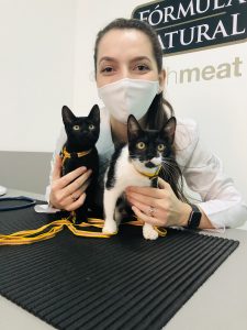 Veterinária segurando dois filhotes de gatos em cima da mesa.