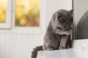 Você sabia que várias doenças podem ser evitadas se os seus pets forem tratados corretamente? É o caso do uso do vermífugo para gatos! Entenda sua importância no texto que preparamos abaixo! Vermífugo para gatos: o que esse medicamento faz? Os vermífugos são medicamentos muito comuns, tanto utilizados pelos seres humanos, quanto para os pets. Esse é um medicamento capaz de matar vermes e parasitas que podem se alojar no organismo do seu amiguinho e trazer muitos malefícios a curto e longo prazo. O remédio de verme para gato tem a função de desparasitar, sendo extremamente importante desde o início da vida do felino. É necessário lembrar, ainda, que o vermífugo para cães e gatos deve ser administrado por toda vida do pet - pelo menos duas vezes ao ano, para continuar prevenindo diversas doenças que podem ser graves. Conheça 6 riscos que a medicação evita e você não sabia Os vermífugos para gatos são responsáveis por evitar diversas doenças nos pets, como a Platinossomiase felina - transmitida a gatos que mordem ou comem lagartixas contaminadas - e a dirofilaria - transmitida por mosquitos infectados. Além de evitar as doenças em si, o uso do vermífugo também evita diversos riscos que essas doenças podem trazer, como: Problemas hepáticos; Febre e vômitos; Perda de peso; Anemia; Sangue nas fezes; Atraso no crescimento. Por isso, é muito importante fazer check ups periódicos e medicar seu gatinho com a regularidade necessária para que ele não esteja exposto a esses e outros riscos que as doenças causadas por vermes e parasitas podem trazer. Como dar vermífugo para gatos? Os vermífugos para gatos adultos devem ser administrados pelo menos uma vez ao ano, com orientação do médico-veterinário, que saberá qual o melhor vermífugo para gatos. Todavia, muitas pessoas têm dúvidas sobre como administrar esse medicamento. Entenda: Vermífugo líquido para gatos O medicamento líquido é uma das opções mais procuradas pelos tutores, já que costuma ser mais fácil de administrar. Você pode utilizar tanto uma seringa, como misturar o medicamento na ração do pet. Vermífugo em pasta para gatos O vermífugo em pasta é para aqueles pets que não deixam você medicá-los por nada! Você pode misturar na ração ou até mesmo aplicar nas patas do seu amiguinho, que lamberá o remédio. Vermífugo em comprimido para gatos Essa opção costuma ser um pouco mais difícil de administrar, mas trouxemos alguns truques que podem te ajudar: Colocar o felino no colo, abrir a boca do pet e colocar o comprimido no fundo de sua boca, massageando a garganta para estimular a deglutição; Amassar o comprimido na ração - se for permitido pelo veterinário; Usar um aplicador de comprimido, vendido em lojas de pets. Como dar vermífugo para gatos filhotes? No mercado, existem vermífugos específicos para os felinos filhotes. O veterinário orientará o tutor, podendo receitar um vermífugo para gatos em pasta ou até mesmo em comprimido. O importante é seguir o protocolo correto, para que seu amiguinho não apresente nenhuma doença do gato causada pela falta de vermifugação. Vermífugo para gatos filhotes Muitos tutores se perguntam com quanto tempo pode dar vermífugo para gato filhote. A verdade é que vermifugar faz parte do processo de como cuidar de gatos filhotes, já que muitas vezes não sabemos da onde eles vieram e se já estão com algum tipo de verme ou parasita. A vermifugação deve ser orientada por um médico veterinário, mas ela pode ser feita a partir de um mês de vida do felino, de acordo com o peso do pet. Vermífugo para gatos filhotes: dosagem Nunca administre nenhum medicamento para seu amiguinho sem antes consultar um veterinário de confiança. Isso porque a dose inadequada ou até mesmo alguns tipos de substâncias, como a dipirona para gatos, podem trazer efeitos colaterais ao pet, podendo ser fatal. No caso do vermífugo, a dose deve ser calculada de acordo com o peso e a idade do pet, além do tipo de medicamento - comprimido, líquido, em pasta, entre outros. Meu gatinho precisa ser vermifugado mesmo sem sair de casa? Depois da infância do pet, a vermifugação pode ser realizada após realização de um exame de fezes positivo, ou a cada 6 ou 12 meses. Apesar deles apresentarem menos riscos de contaminação por verme ou parasita, eles não estão isentos, pois como já dito algumas doenças podem ser transmitidas por picadas de mosquitos ou até mesmo se o seu gatinho brincar com uma lagartixa contaminada e acabar a mordendo. Aliás, é necessário vermifugar todos os pets da sua casa - caso você tenha mais de um amiguinho - já que um pode acabar passando para o outro, se estiver contaminado. Alguns cuidados como não permitir o acesso à rua, manter a caixinha de areia sempre limpa e não entrar com sapatos de rua em casa podem ajudar também a evitar a contaminação dos pets. Além disso, realizar visitas periódicas ao veterinário é muito importante para manter a saúde do seu gatinho em dia. Entre em contato com o time de especialistas da Inova e agende uma consulta!