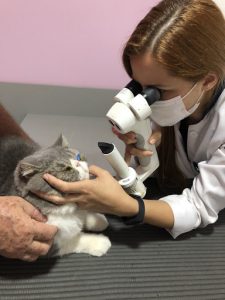 Você já ouviu falar em florida spots? Essa doença afeta os olhos de pets como cães e gatos e é mais comum do que parece! Continue lendo e entenda o assunto! Florida spots: o que é? Se você nunca ouviu falar no termo, vamos te explicar: a florida spots, ou ceratopatia tropical é uma doença não infecciosa e não transmissível (tanto para outros pets, quanto para humanos) que acomete os olhos dos pets, assim como a úlcera de córnea em cães e a conjuntivite em cachorro. A principal característica do problema são manchas esbranquiçadas e opacas na córnea, podendo acometer tanto cães quanto gatos, não havendo diferença entre eles. A doença é mais comum em regiões de clima tropical, e recebeu esse nome pois o primeiro caso registrado foi no sul da Flórida (EUA). Florida spots: causas As causas da doença ainda não são 100% esclarecidas, mas há suspeita que a ação de bactérias, o pólen e até mesmo raios ultravioletas podem causar o problema. O que se sabe é que a florida spots em gatos de vida livre (que tem acesso a rua) costuma ser mais comum, então reforçamos mais uma vez a importância de manter o seu gatinho seguro em casa, evitando problemas como a doença de gato entre tantas outras que são mais comuns quando os bichanos ficam livres na rua. Florida spots: sintomas Como já dito, o principal sintoma ou sinal da doença são as manchas brancas nos olhos do pet. Essa doença não causa desconfortos, inflamações e nem irritações, por conta disso a avaliação com um veterinário especializado é de suma importância. Florida spots cega? Há uma preocupação por parte dos tutores se a florida spots deixa cego. A doença não costuma afetar a visão, então, pode ficar tranquilo: ela não apresenta risco ao bem estar do seu amiguinho! Porém, é preciso ficar sempre atento a qualquer alteração e fazer check-ups periódicos, para ter certeza que não se trata de outro problema mais sério. Qual a diferença entre catarata, florida spots e úlcera de córnea? É muito comum que os tutores confundam a florida spots com a catarata e a úlcera de córnea, por apresentarem manchas brancas nos olhos do pet. Porém, saiba que elas não são a mesma doença, trazendo características diferentes. A florida spots, por exemplo, não costuma afetar a visão e fica localizada na primeira camada do olho. A úlcera de córnea também fica localizada nessa primeira camada do olho, porém se trata de uma lesão que pode levar a perda de visão. A catarata, por outro lado, fica localizada na parte “mais interna” do olho, e é uma doença que também causa a perda gradativa da visão. De qualquer maneira, somente um veterinário pode fazer o diagnóstico correto. Vale lembrar, também, da importância de não medicar seu pet sem a recomendação veterinária (nesse caso com o uso de colírios), podendo agravar ainda mais o problema. Florida spots tem cura? Se você está se perguntando como tratar florida spots, saiba que a doença ainda não tem cura, uma vez que não responde a medicamentos como anti-inflamatórios. Porém, isso não quer dizer que uma visita ao veterinário não seja necessária, pois somente esse profissional será capaz de avaliar o quadro clínico do pet e definir a conduta correta diante do problema. Notou algum problema no olho do seu amiguinho? Entre em contato conosco e agende uma visita!