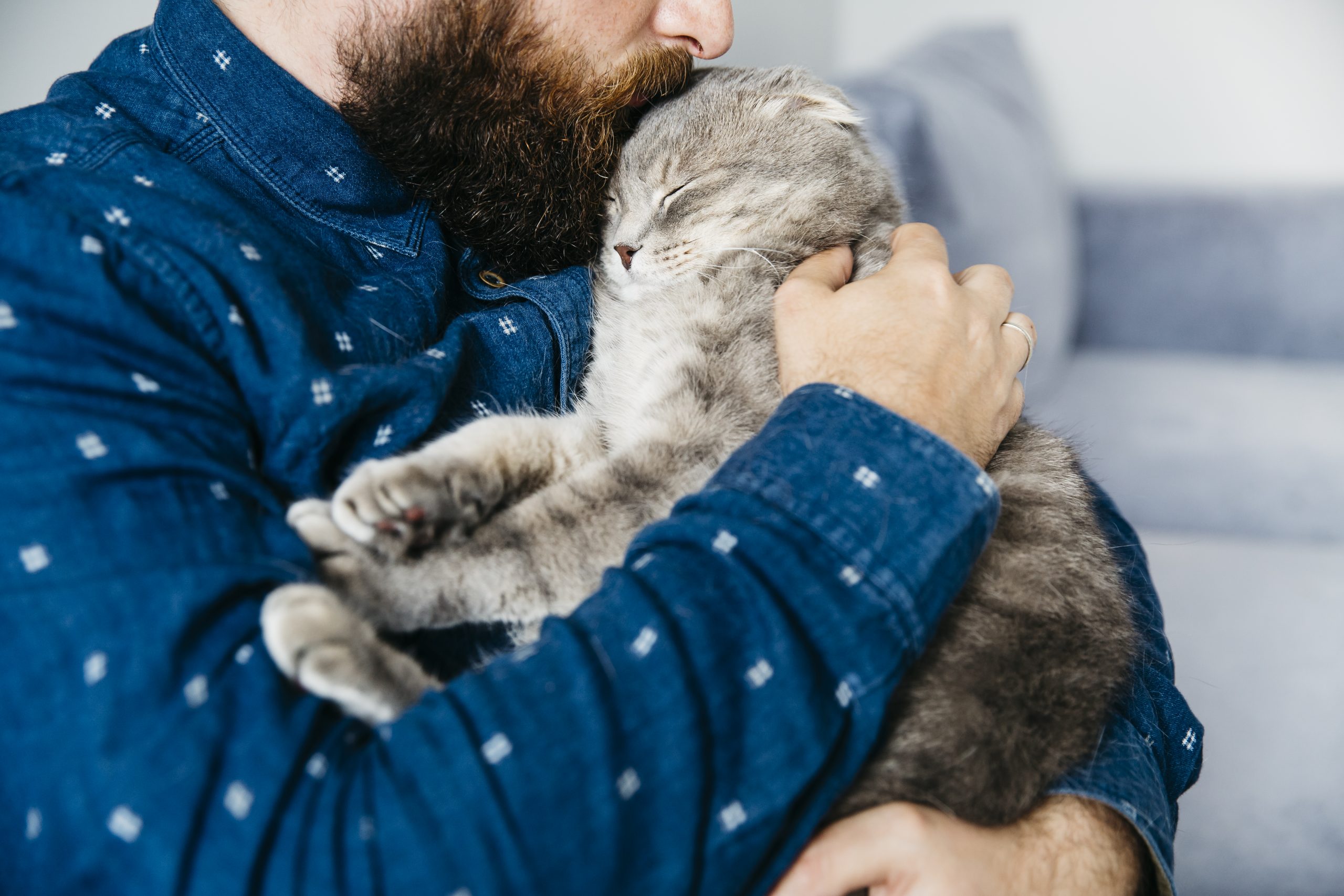 A chegada de um novo gatinho a casa