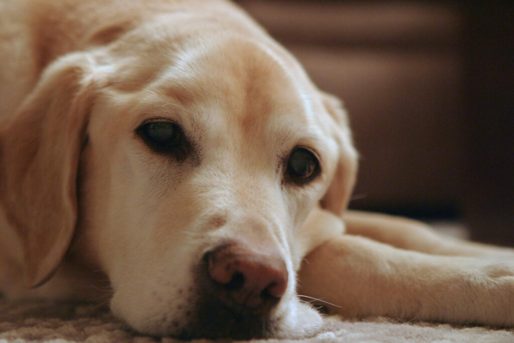 A imagem mostra um cão Labrador Retriever de pelagem clara, que está deitado em um tapete com a cabeça apoiada na pata. O foco está no seu olhar suave e direto, que transmite uma expressão de repouso ou melancolia.