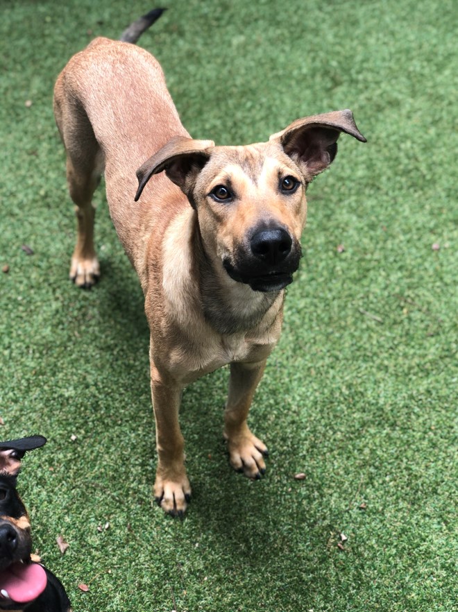 Cachorro na chuva: pode ou não pode? Entenda tudo!