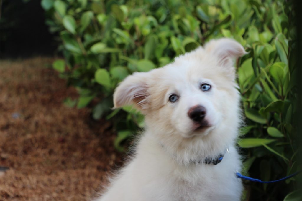 Você tem um pet em casa? Então, muito provavelmente você já ouviu falar da parvovirose, uma doença conhecida e altamente contagiosa entre os cães! Para te ajudar a cuidar do seu amiguinho e protegê-lo da melhor maneira, produzimos um texto completo sobre o assunto. Acompanhe! Parvovirose: o que é? Tudo bem que você já deve ter ouvido falar do assunto, mas você sabe realmente o que é parvovirose? Conhecida como parvovirose canina, a doença é causada pelo parvovírus canino, sendo contagiosa e bastante grave, podendo acometer tanto cães filhotes, quanto adultos. Ela afeta as células intestinais do pet, causando inflamação no local. Parvovirose: transmissão A contaminação pelo vírus acontece em contato direto com secreções de um pet infectado, como fezes e vômitos, que podem acabar contaminando o piso e objetos como pote de comida e a cama do pet, por exemplo. Além disso, o vírus pode sobreviver por meses e até anos no ambiente. Parvovirose: fezes de um pet infectado contaminam o ambiente? Como dito acima, as fezes de um cão infectado podem sim contaminar o ambiente, uma vez que o vírus sobrevive por meses. Nesses casos, a higienização correta é primordial para acabar com o vírus. Como matar a parvovirose? Se o seu pet foi contaminado com a doença, a higienização do ambiente é de extrema importância, caso contrário a parvovirose pode voltar. E claro, sempre tendo muito cuidado para que seu pet não entre em contato com os produtos de limpeza, uma vez que podem causar intoxicação e até mesmo levar a óbito. Parvovirose pega em humanos? Por ser altamente contagiosa, muitos tutores têm dúvida se a parvovirose canina pega em humanos. E não: ela não é transmissível para seres humanos. Porém, mesmo sem saber, os humanos podem acabar transmitindo essa doença para o pet, já que é possível levar o vírus para casa na sola do sapato e até mesmo no pneu do carro. Essa informação, talvez você não soubesse. Portanto, é preciso ficar atento e manter bons hábitos de higiene para não acabar levando a doença para dentro de casa! Parvovirose: sintomas A partir do momento que o pet tem contato com o vírus e foi contaminado, os sintomas de parvovirose costumam aparecer em torno de 7 a 14 dias. Dentre os sintomas da Parvovirose estão: Cachorro vomitando; Diarreia com ou sem sangue; Cachorro com febre; Perda de apetite; Perda de peso, dentre outros. Diante de qualquer suspeita da doença, procure um veterinário imediatamente para fazer o diagnóstico correto e começar o tratamento o mais breve possível, já que a doença é grave e em alguns casos pode afetar outros órgãos, como o coração. Parvovirose: tratamento Feito o diagnóstico a partir de exames como de sangue e de fezes, uma grande preocupação por parte dos tutores é se a parvovirose tem cura. Não há remédio para parvovirose de forma específica, porém o veterinário irá receitar medicamentos como vitaminas, soro e antibióticos para combater a doença. A internação do pet muitas vezes é fundamental, pois é necessário mantê-lo no soro para que o mesmo não desidrate. A parvovirose pode levar a desidratação intensa (vômitos e diarréia) além da hipoglicemia, por isso o acompanhamento de perto por um veterinário é essencial para a melhora do pet. Geralmente quando é necessária a internação, esse pet costuma passar de 3 - 7 dias no hospital. Muitas pessoas procuram tratamentos alternativos, sendo até mesmo comum dúvidas como “ovo cru cura parvovirose?”. Já adiantamos que não há nenhuma comprovação científica sobre o assunto, sendo que o uso de remédio caseiro para parvovirose não é indicado, podendo agravar a doença. Ademais, também será necessário isolar o pet para evitar o contágio com outros cães, e fazer a limpeza correta do ambiente para eliminar o vírus. O resultado do tratamento irá depender do estágio que a doença se encontra, além do estado de saúde do pet. Porém, quanto antes houver o diagnóstico, maiores são as chances dele se curar. Como saber se o cachorro está melhorando da parvovirose? Para saber se o seu pet está melhorando da parvovirose será observado o quadro clínico dele, visando entender se os sintomas estão desaparecendo ou já desapareceram por completo, além de exames laboratoriais, tanto de sangue, quanto de fezes. No geral, quando o tratamento é positivo, os sintomas costumam desaparecer entre 5 a 10 dias. Meu cachorro morreu de parvovirose, quando posso ter outro? Não existe um tempo exato para saber após quanto tempo você poderá ter outro pet em casos de óbito por parvovirose. O correto, nesses casos, é descartar os utensílios que pertenciam ao antigo pet e higienizar todo o local com frequência. Eliminado o vírus, você poderá levar o novo pet ao seu lar. Mas saiba que isso pode demorar: teoricamente, é necessário esperar de 6 meses a 1 ano sem ter um novo cão. Vacina parvovirose: entenda a importância Infelizmente, a parvovirose é uma doença grave que pode levar a óbito. Porém, assim como diversas outras doenças, ela pode ser prevenida com a vacinação! A vacina para cachorro contra parvovirose recebe o nome de polivalente, e deve ser aplicada no cão ainda filhote. Aliás, se você tem um filhote em casa, e o protocolo de vacinação ainda não foi concluído, uma dica é evitar sair de casa com ele, prevenindo o contato com essa e outras doenças. A higienização do ambiente também é muito importante, além de check-ups periódicos, mantendo uma alimentação balanceada, exames em dia, além da vermifugação. O calendário de vacinação do seu pet está em dia? Agende uma consulta e conte com a Inova para cuidar do seu melhor amigo!