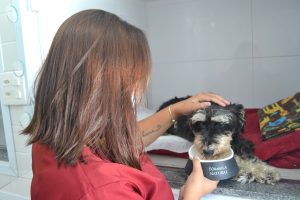 É certo que encontrar sangue nas fezes do pet pode causar espanto para muitos tutores. Entretanto, esse sinal pode indicar diferentes problemas, como vermes, por exemplo, que devem ser acompanhados por um médico veterinário. Continue acompanhando o texto e entenda mais sobre cachorro: fezes gelatinosa com sangue. Sangue nas fezes do cachorro: o que pode ser? Um cachorro fazendo coco com sangue pode apresentar inúmeras causas de problemas, alguns não tão graves e outros mais preocupantes. A primeira etapa para descobrir o que pode estar causando o problema é realizar uma tarefa que pode não ser tão agradável, mas é extremamente necessária: identificar o tipo de sangue nas fezes do cachorro. Existem dois tipos: melena e hematoquezia, que se diferenciam pelo tipo de cor. Sangue do tipo melena Fezes de cachorro com sangue do tipo melena tem a seguinte característica: sangue e fezes de coloração escura com mau cheiro. Isso porque o sangramento começa no sistema digestivo superior, podendo ser um sinal de alerta para um problema mais grave. Sangue do tipo hematoquezia Já um cachorro com sangue nas fezes do tipo hematoquezia possui características um pouco diferentes. O sangue tem cor de vermelho vivo. Ou seja, um sangue fresco, que provém do sistema digestivo inferior. Muitas pessoas relatam, inclusive, episódios de cachorro evacuando sangue puro, sem a presença de fezes. Na maioria dos casos de hematoquezia, o cão apresenta diarreia (fezes amolecidas) acompanhada de sangue vivo. Sangue nas fezes de cachorro: conheça as possíveis causas Agora que você já sabe definir o cocô de cachorro com sangue, chegou a hora de entender as possíveis causas. No caso de sangue do tipo melena, os problemas mais comuns são: Parasitas; Tumores ou câncer; Úlcera intestinal; Pancreatite canina; Insuficiência renal; Complicações pós-cirúrgicas; Problemas na coagulação do sangue; Úlceras pépticas (ferida que se desenvolve na mucosa do esôfago, estômago ou intestino delgado). Agora, em casos de sangue do tipo hematoquezia, podemos citar: Parvovirose; Lesões retais, principalmente em casos de ingestão de materiais não digeríveis; Bactérias, protozoários ou parasitas intestinais, como por exemplo a giárdia; Gastroenterite hemorrágica; Alergias ou intolerâncias alimentares; Estresse; Hemorróidas; Doenças inflamatórias intestinais, dentre outras doenças; Por serem doenças tão distintas entre si, diante de qualquer sintoma, o recomendado é procurar um médico veterinário o mais rápido possível, a fim de realizar exames clínicos e laboratoriais para chegar ao diagnóstico correto e dar início ao tratamento. Fezes de cachorro gelatinosa com sangue: cuidado com o verme em cachorro Como o nome já diz, a doença se trata de um quadro de verminose nos pets. O problema pode ocorrer independentemente da idade do pet. Dentre as formas de contrair vermes, podemos citar: Ao passear e explorar parques, praças e outros gramados, o seu amiguinho pode acabar pegando algum parasita que vive na grama e na terra do ambiente; Lambidas – se os ovos de verme grudam no pelo do seu pet e ele lambe o local, ele também pode acabar contraindo algum parasita; Picadas de mosquitos. Um cachorro com fezes gelatinosa com sangue e vômito pode indicar sinais da doença. Porém, outros sinais como febre, perda de apetite e fraqueza também são indícios de que algo não vai bem. Remédio de verme para cachorro: quando administrar? De modo geral, pode-se dizer que o tempo varia: entre 3 a 6 meses, ou até mesmo um ano. Porém, um veterinário de confiança que conheça o histórico de saúde e os hábitos do seu amiguinho pode te ajudar da melhor maneira. Sangue nas fezes do cachorro: tratamento Feito o diagnóstico correto do problema, o veterinário é responsável por determinar o melhor tratamento de acordo com o caso, como um remédio para cachorro com diarreia com sangue. Isso porque, como vimos acima, um cachorro com diarreia com sangue pode ter inúmeras causas. Diante de problemas mais graves, pode até mesmo ser necessário internação e intervenção cirúrgica, uma vez que podem apresentar riscos fatais ao pet. Portanto, realizar exames de rotina, seguir uma dieta balanceada com exercícios físicos na rotina, aplicar vermífugos periodicamente e seguir o calendário correto de vacinação são ações que ajudam a prevenir que o problema apareça no seu amiguinho. E, precisando de atendimento médico veterinário, conte com a Inova para te ajudar. Estamos funcionando 24 horas por dia, inclusive aos finais de semana e feriados. Venha nos visitar! Leia também: Hematoparasitose; Cinomose.