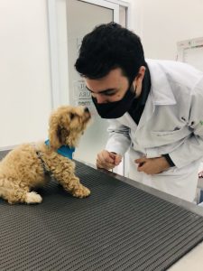 A diabetes é uma doença crônica caracterizada pelo aumento dos níveis de açúcar no sangue, mas engana-se quem pensa que esse problema é exclusivamente dos seres humanos. Continue lendo e entenda tudo sobre diabetes em cachorro! Diabetes em cães: entenda a doença É isso mesmo: a diabetes mellitus em cães também pode acontecer, e o problema é muito semelhante a doença que também pode acometer os seres humanos. Resumidamente, o organismo - mais precisamente o pâncreas - para de produzir insulina, ou até mesmo produz em uma quantidade reduzida e insuficiente, aumentando o nível de glicose no sangue, culminando na hiperglicemia. Esse problema, além de deixar o pet sem energia, também pode causar uma série de complicações mais sérias, como a cegueira. O que causa diabetes em cachorro? Muitos tutores não sabem, mas o sedentarismo, atrelado a alta ingestão de gordura, pode levar não só a obesidade canina, como também o aparecimento do diabetes, causando glicemia alta em cães. Porém, outros fatores como o genético, a administração inadequada de medicamentos, fatores hormonais e até mesmo a pancreatite, que é uma inflamação no pâncreas, podem causar diabetes. A endocrinologia veterinária é a especialidade responsável pelo diagnóstico e tratamento de doenças hormonais nos pets, sendo de suma importância realizar check ups periódicos, a fim de descobrir se o organismo do pet vem funcionando bem como um todo, prevenindo ou fazendo o tratamento precoce dessa e de outras doenças. Quais os sintomas de diabetes em cachorro? Está desconfiado (a) que o seu cachorro tem diabetes? Apesar do problema ser mais comum em pets de meia idade ou mais velhos, todos os cães podem apresentar a doença. Por isso, confira quais são os sintomas de diabete em cães: Aumento da frequência urinária; Sede excessiva, sendo comum queixas como “meu cachorro bebe muita água”; Aumento do apetite; Cansaço excessivo; Sedentarismo. Alguns tutores também podem notar formiga na urina do cachorro, fato que pode ser explicado pelo aumento da glicose no xixi do pet. Sintomas como cachorro com febre e cachorro com tosse não são comuns, porém em casos mais avançados o cachorro diabetico pode apresentar cegueira, insuficiência renal, lentidão no processo de cicatrização de machucados, dentre outros problemas. Se você notar que o seu pet apresenta alguns desses sintomas de diabetes em cachorro, o mais indicado é procurar um veterinário de confiança o mais rápido possível, para que o diagnóstico e o tratamento sejam feitos o quanto antes. Cachorro com diabetes: como cuidar? Assim como qualquer doença, um pet com diabetes precisa de cuidados especiais. Entenda! Diabetes em cachorro: tratamento Realizado o diagnóstico com base em sinais clínicos e exames laboratoriais, um médico veterinário é o mais indicado quando o assunto é como tratar diabetes em cachorro. A doença infelizmente não tem cura, porém alguns cuidados como a aplicação de injeções de insulina no pet, exercícios físicos/brincadeiras e uma dieta equilibrada são fundamentais para melhorar a qualidade de vida do seu amiguinho. A castração, além de ser um ato de amor e prevenir diversas doenças, também é muito indicada no tratamento de diabetes nas fêmeas, já que a progesterona interfere na ação da insulina. Cachorro com diabetes: o que pode comer? Se o seu amiguinho tem diabetes, pode ser interessante também consultar um nutricionista veterinário, que prescreverá uma dieta adequada para o pet. A ideia é evitar oscilações glicêmicas e fazer o controle do peso. Por isso, alimentos gordurosos e com açúcar não devem fazer parte da dieta. Outra dica é ter regularidade nos horários das refeições, e não variar o tamanho das porções. Essas mudanças de hábitos são necessárias para garantir conforto e saúde ao seu pet. Tem como prevenir diabetes em cães? Pode parecer clichê, mas manter uma rotina regular de exercícios físicos e/ou brincadeiras, uma dieta equilibrada e as visitas ao veterinário em dia são fundamentais na prevenção não só da diabetes, como também de outras doenças. A saúde do seu amiguinho está em dia? Caso ainda não tenha feito uma visita ao veterinário esse ano, entre em contato conosco. Ficaremos felizes em receber vocês!