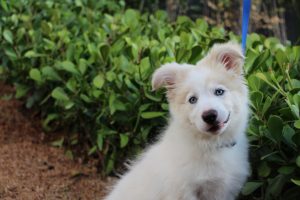 A hemoparasitose, muito conhecida como “doença do carrapato”, pode trazer muitos perigos ao pet, podendo até mesmo ser fatal quando não tratada. Para entender mais sobre esse assunto, continue lendo o post que preparamos. O que é hemoparasitose? A hemoparasitose é uma doença séria, causada por protozoários ou bactérias, atingindo os pets pela corrente sanguínea. Esse problema ficou popularmente conhecido como “doença do carrapato”, já que o carrapato é um aracnídeo ectoparasita hematófago, que se instala no corpo do hospedeiro (no caso, o pet), picando-o e se alimentando do seu sangue, introduzindo assim bactérias e/ou protozoários. Aliás, é importante ficar atento, pois essa doença pode ser tanto uma hemoparasitose em cães, quanto uma hemoparasitose em gatos, afetando gravemente ambos os pets. Doença do carrapato: conheça os tipos Os principais hemoparasitoses em animais são: Erlichiose (bactéria - cães) A Erlichiose é transmitida por carrapatos e é a forma mais severa da doença, já que ataca os glóbulos brancos do sangue do pet, deixando o sistema imune comprometido. Hemobartonelose (cães e gatos) A Hemobartonelose pode ser transmitida por pulgas e carrapatos, afetando tanto cães como gatos e atacando os glóbulos vermelhos, causando anemia. Babesiose (protozoário - cães) A Babesiose é transmitida por carrapatos e ataca os glóbulos vermelhos do cão. Hemoparasitose humana também acontece? Muitas pessoas têm dúvida se os cães e gatos infectados transmitem a doença do carrapato aos seus tutores. Para essa pergunta, a resposta é não. Porém, os carrapatos infectados podem sim transmitir a doença aos seres humanos. Ou seja, nenhum pet é responsável pela transmissão da doença a não ser o próprio carrapato! Quem nunca ouviu uma história de alguém que foi passar o dia em uma chácara ou sítio e encontrou um carrapato em seu corpo? É dessa forma que um indivíduo pode contrair a doença, uma vez que com o carrapato infectado fixado em sua pele, vai se alimentar do sangue e transmitir bactérias e/ou protozoários do mesmo modo que acontece nos pets. É importante, nesses casos, conversar com um médico de confiança, já que algumas enfermidades podem ser silenciosas e demorar a apresentar sintomas. Hemoparasitose: sintomas Os sintomas mais frequentes de um pet infectado pela doença do carrapato são: Fraqueza; Cachorro com febre ou gato com febre; Perda de apetite; Cachorro vomitando ou gato vomitando; Dificuldades respiratórias; Apatia; Manchas avermelhadas na pele; Queda da imunidade, facilitando o aparecimento de outras doenças, dentre outros. De qualquer forma, é importante ficar atento (a) ao comportamento do pet, e ao sinal de qualquer mudança ou dos sintomas descritos acima, consultar um médico veterinário o mais rápido possível, já que essa doença costuma ser agressiva. O diagnóstico tanto da hemoparasitose em cães quanto da hemoparasitose felina é feito por meio de exames laboratoriais, como o de sangue, testes rápidos, testes sorológicos e PCR. Hemoparasitose: tratamento A hemoparasitose tem cura, desde que tratada adequadamente, já que em muitos casos ela acaba sendo fatal. O tratamento é feito por meio de medicamentos específicos, chamados babesicidas ou piroplasmicidas, combatendo tanto a causa quanto os sintomas da doença. A automedicação, assim como em outros casos, não é recomendada, uma vez que muitos medicamentos, em doses inadequadas, podem causar intoxicação nos pets, como a dipirona para gatos. Por isso, contar com um veterinário de confiança é o mais recomendado nesses casos, já que o tratamento de hemoparasitose em cães e gatos pode ser diferente dependendo do microorganismo que atacou o pet. Doença do carrapato: como prevenir? Sempre frisamos por aqui a importância da prevenção das doenças, e dessa vez não poderia ser diferente. Apesar de não existir uma vacina, é possível sim prevenir a doença com a aplicação periódica de antipulgas e anticarrapatos no seu pet, além de se atentar aos locais em que vocês passeiam e manter a higiene sempre em dia. E precisando de ajuda para cuidar da saúde do seu amiguinho, entre em contato com a gente!