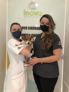 A pancreatite canina é uma inflamação séria no pâncreas, que requer cuidados o mais rápido possível. Continue lendo e saiba como ajudar o seu amiguinho nesses casos. Pancreatite em cachorro: o que é? A pancreatite em cães ocorre quando há uma inflamação no pâncreas, causando muita dor e desconforto ao pet. Já a pancreatite aguda em cães, como o próprio nome já diz, é o processo inflamatório agudo, podendo ou não envolver outros tecidos ou órgãos próximos, como o estômago, o intestino e o fígado. É uma doença considerada grave, uma vez que o pâncreas realiza funções como a produção de enzimas que ajudam na digestão e absorção dos alimentos e a produção de hormônios como a insulina, responsável por controlar os níveis de glicose no sangue. Pancreatite canina: causas Mas por que será que um pet desenvolve a pancreatite? Existem algumas possíveis causas: Obesidade canina; Ingestão rica em carboidratos e gorduras, principalmente de alimentos para humanos que o pet não está acostumado (Exemplo: churrasco, queijo, etc); Hipotireoidismo; Diabetes; Doença biliar; Predisposição genética, dentre outros fatores. Ou seja, o pâncreas começa a ter problemas na produção das enzimas digestivas, o que leva à lesão e inflamação do tecido. Pancreatite canina: sintomas A pancreatite costuma causar dor abdominal intensa nos cães, mas esse não é o único sintoma da doença. Cachorro vomitando, cachorro com febre, perda de apetite (levando ao emagrecimento), apatia e diminuição ou aumento do consumo de água também são sinais que merecem alerta. Em quadros mais agudos, as fezes de cão com pancreatite podem vir acompanhadas de sangue. Quando a doença não recebe o tratamento necessário, pode acarretar em problemas mais sérios como falência renal e coagulação intravascular disseminada (formação de coágulos, que impedem que o sangue chegue aos órgãos) e, em casos extremos, a pancreatite em cães pode matar. Pancreatite canina: diagnóstico Caso haja a desconfiança que o seu pet apresenta um quadro de pancreatite, o ideal é levá-lo a um veterinário de confiança o mais breve possível. Para realizar o diagnóstico, além dos sinais clínicos, também serão solicitados exames laboratoriais e de imagem específicos para o caso, como exames de sangue e ultrassom do abdômen. Em casos positivos de cachorro com pancreatite, deverá ser realizado um tratamento para pancreatite canina, prescrito pelo veterinário responsável pelo caso. Pancreatite canina: tratamento O tratamento da pancreatite em cães, na maioria dos casos, consiste na internação do pet, para tratar os sintomas como vômito, diarreia e febre, além da inflamação do pâncreas, mantendo-o hidratado e sem dor. A fluidoterapia (soro feito na veia) é fundamental na maioria dos casos. Pode ser utilizado remédio para pancreatite canina, como antibióticos e analgésicos, mas somente quando prescritos pelo veterinário. Como alimentar um cão com pancreatite? A alimentação para pancreatite canina também tem papel importante na cura da doença, que deve ser rica em fibras. Contar com a ajuda de um nutricionista veterinário pode ser recomendável, uma vez que ele (a) saberá o que um cachorro com pancreatite pode comer e orientará qual a melhor dieta para pancreatite canina, podendo ser ela natural, como verduras e legumes, ou rações específicas para o caso. De qualquer forma, é fundamental excluir alimentos gordurosos e ricos em carboidratos da vida do pet, além de realizar check ups periódicos, sendo essa uma forma de prevenção dessa e de outras doenças. E a saúde do seu pet, está em dia? Conte com a Inova para levar mais qualidade de vida ao seu amiguinho.