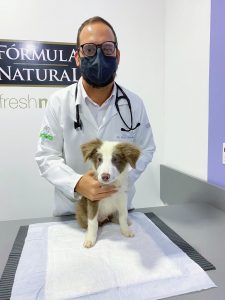 A giárdia é mais um exemplo de doenças que são bastante comuns no dia a dia dos consultórios veterinários. Entenda mais sobre a giárdia canina no texto que preparamos. O que é giárdia em cães? Também conhecida como giardíase, é uma parasitose causada pelo protozoário Giardia lamblia. O problema atinge o trato intestinal do pet, provocando diversos sintomas bastante desagradáveis. Vale lembrar que a giárdia em cães filhotes pode acontecer mais facilmente, isso porque nessa fase os pets estão mais suscetíveis a doenças, uma vez que o sistema imunológico não está 100% fortalecido. Porém, isso não quer dizer que cães adultos e idosos não podem contrair a doença. Pelo contrário, todos estão expostos ao risco. Outra curiosidade é que os casos de giardia comumente aumentam no verão, uma vez que o clima quente e úmido auxilia na proliferação do protozoário. Portanto, é necessário ficar muito atento, principalmente nos passeios que são mais frequentes nessa estação. Giárdia passa para os seres humanos? A giardia em cães é conhecida como uma zoonose, ou seja, pode ser transmitida de animais para seres humanos. Sendo assim, a giárdia pode sim ser transmitida para você e sua família e até mesmo para outros animais, sendo necessário ter ainda mais cuidado, higienizando o ambiente onde o pet que está contaminado vive e lavando as mãos corretamente após mexer nas fezes do seu amiguinho. Giardíase: transmissão A giárdia pode ser transmitida indiretamente, a partir da ingestão acidental de cistos presentes nas fezes, nos alimentos e na água contaminada. Durante algum passeio, por exemplo, seu pet pode acabar entrando em contato com fezes com giárdia canina, contaminando-o. Além disso, o problema também pode ser transmitido de maneira direta, pelo contato com outros animais infectados. Se o pet for infectado, as fezes de cachorro com giardia terão oocistos, que podem sobreviver por meses no ambiente. Quais são os sintomas de giárdia em cães? Os sintomas de giárdia canina podem debilitar bastante o pet. Conheça alguns: Fezes pastosas e de odor fétido, com a presença ou não de sangue ou muco; Vômito; Falta de apetite e perda de peso; Cachorro com febre; Fraqueza; Dor; Gases, dentre outros sintomas. Também existem casos mais graves, principalmente em filhotes, que acabam levando o pet a ficar internado e, até mesmo, ao óbito. Por outro lado, alguns cães não apresentam sintomas, mas mesmo assim continuam eliminando cistos no ambiente, apresentando grande perigo de transmissão para outros pets ou seres humanos. Diante de qualquer sinal descrito acima, procure ajuda veterinária o mais rápido possível, para que o diagnóstico - feito por meio de exames clínicos e laboratoriais - seja realizado e o tratamento de giárdia em cães iniciado. Giárdia em cães: tratamento A boa notícia é que, seguindo o protocolo correto de tratamento de giardia em cães, a doença tem cura. O médico veterinário responsável pelo caso é a pessoa mais indicada para orientar como tratar giardia em cachorro, recomendando remédio para giárdia em cães, como antibióticos, vermífugos, dentre outros que forem necessários. É importante ressaltar que além do tratamento do animal a desinfecção do ambiente é fundamental para que o pet não seja contaminado novamente. Giárdia canina: tratamento caseiro Outra dúvida de quem quer saber como tratar giardia em cães é a respeito do tratamento caseiro. Sabemos que pode ser difícil ver o seu pet em situação de dor e desconforto, porém não é recomendado administrar nenhum remédio caseiro para giárdia em cães, podendo trazer consequências como o agravamento do problema. Quanto tempo dura o tratamento da giardia em cães? O tempo de tratamento varia de pet para pet, a depender da gravidade da doença. Nesse período, é fundamental fazer uma limpeza e desinfecção dos ambientes que o pet frequenta em sua casa e também utensílios como caminha, pote de ração e água, dentre outros acessórios pertencentes ao seu amiguinho. Giárdia em cães: como prevenir? Algumas ações ajudam e muito no controle e prevenção da doença: Mantenha o calendário de vacinação do seu pet em dia, principalmente com a vacina contra a giárdia; Tome cuidado, durante os passeios, para o seu amiguinho não cheirar e interagir com as fezes de outros cães; Mantenha o ambiente sempre limpo; Mantenha a vermifugação do seu amiguinho em dia. Vale ressaltar que não existe um vermífugo exclusivo para giárdia em cães, mas sim um medicamento que combate verme em cachorro no geral, sendo muito útil no controle de doenças. Está precisando de ajuda para cuidar da saúde do seu pet e manter os check-ups em dia? Conheça a Inova e se surpreenda! Agende uma consulta hoje mesmo.
