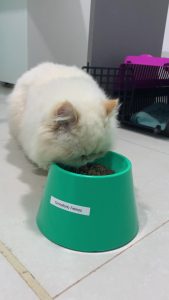 Alimentos que gatos não podem comer e você não sabia!