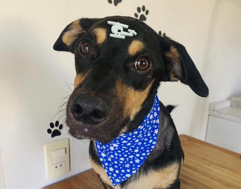 Cachorro pequeno com lenço azul no pescoço em ambiente veterinário, olhando para a câmera, ilustrando cuidados com a saúde respiratória.