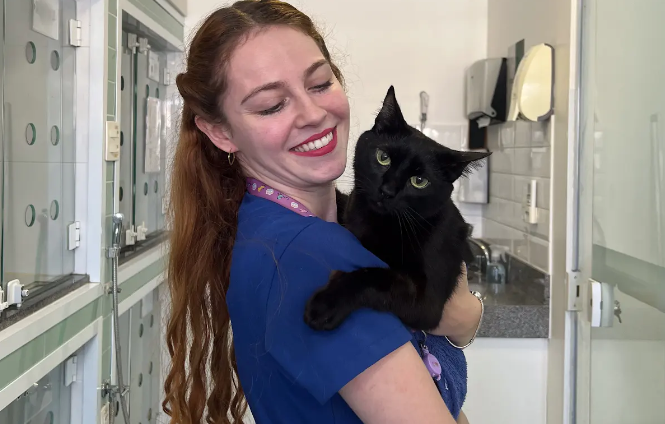 Médica-veterinária segura um gato preto durante atendimento no Inova Hospital Veterinário 24h, ilustrando a importância do diagnóstico precoce da panleucopenia felina.