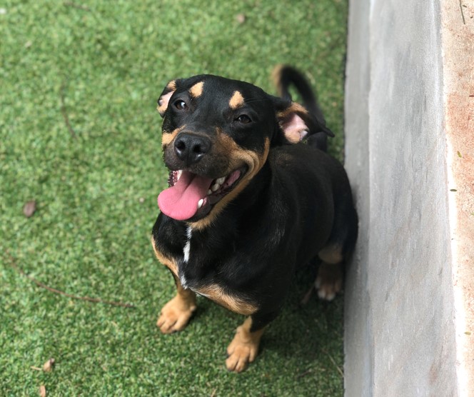 Usar um shampoo adequado para cachorro faz parte dos cuidados que os tutores devem ter com os seus pets. Oferecer um melhor produto pode fazer toda a diferença em tratamentos de algumas doenças de pele e para deixar o cãozinho com os pelos macios e cheirosos. Saiba como escolher e qual shampoo usar para dar banho em cachorro no texto abaixo. Qual a importância de escolher um bom shampoo para cachorro? Os cachorros adoram brincar, andar e correr em lugares que, muitas vezes, podem não ser tão limpos. Por isso, o momento do banho é essencial, pois elimina as impurezas e sujeiras acumuladas no pelo durante as brincadeiras. Mas, para que o banho seja prazeroso e não cause nenhum problema, é preciso utilizar os produtos corretos, incluindo o shampoo para cachorro. Cada animal têm suas próprias características, alguns podem ter a pele mais sensível ou até mesmo alguma doença de pele, portanto, é preciso ficar atento ao shampoo que foi comprado, pois nem todos fazem bem. É importante se atentar à fórmula e composição, pois produtos com álcool isopropílico podem não fazer tão bem para certos tipos de pele. Caso os tutores estejam em dúvidas, devem procurar um médico veterinário para mais orientações. Leia mais: Queda de pelo em cachorro Dermatite em cachorro Qual o melhor shampoo para cachorro? É difícil apontar qual a melhor marca de shampoo para cachorro, pois cada tipo de produto age de uma maneira diferente e é elaborado para diferentes tipos de pele. Além disso, o tipo e tamanho do pelo de cada pet também influencia no tipo de shampoo que se deve usar. Como exemplo, o shampoo neutro para cachorro é uma ótima opção, pois pode ser usado para diferentes raças, tipos de pelo, etc. É um ótimo shampoo para cachorro filhote ou idoso, pois possui pouca ou quase nenhuma fragrância, realiza uma limpeza completa e costuma não agredir a pele do pet. Já o shampoo que contém cetoconazol para cachorro é utilizado para combater infecções causadas por fungos em pelos, unhas e pele. Mas, por conta da sua ação antifúngica, o melhor é que seja receitado por um veterinário, e nunca deve ser utilizado por conta própria. O shampoo antialérgico para cachorro é a melhor opção para ser utilizado quando eles costumam se coçar bastante após o banho com outros tipos de shampoo para cachorro. Geralmente, os produtos que possuem ação anti-alérgica são feitos com produtos naturais, o que causa uma sensação de frescor e hidratação, aliviando os sintomas de alergia. São uma ótima opção de shampoo para cachorro com dermatite, por exemplo. Existe também o shampoo hipoalergênico para cachorro, que tem o mesmo efeito que o shampoo anti-alérgico, mas o seu objetivo é prevenir e evitar a alergia e não tratar. Existe também o shampoo para queda de pelo de cachorro, shampoo a seco para cachorro, entre outros. Mas, para saber ao certo qual o melhor para cada pet, os tutores precisam pedir as orientações do veterinário, pois só ele poderá saber qual o melhor shampoo e condicionador para cachorro e qual a frequência deve ser utilizado. Leia também: Verme em cachorro Não tenho shampoo para cachorro: o que usar? Pode acontecer do shampoo para cachorro acabar e fica a dúvida do que usar no lugar. O ideal é que sejam utilizados produtos no banho destinados para os cães. Em nenhuma hipótese se deve utilizar produtos de uso humano para dar banhos em cachorros, sem a orientação de um veterinário. Em alguns casos específicos, os veterinários podem utilizar de produtos humanos para o tratamento, geralmente produtos hipoalergênicos e que garantem boa hidratação. Mas lembrando, utilizar apenas com a indicação de um veterinário, para que não corra o risco de agredir a pele do seu pet! Procure a Inova para uma consulta e garanta a melhor experiência para o seu cachorrinho!