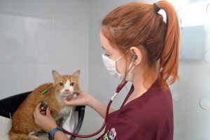 Assim como os seres humanos, os pets podem se sentir mal a qualquer hora do dia e, nesses momentos, é ótimo poder contar com um veterinário 24h. A Inova é um hospital veterinário 24 horas que conta com profissionais capacitados e com conhecimento para promover o melhor atendimento possível aos pets. Para conseguir atendimento, a pessoa pode ir diretamente ao hospital. Há também um formulário de contato para casos que não são tão urgentes, mas o atendimento é todo feito presencialmente. Conheça mais sobre a Inova. Veterinário 24h: a Inova A Inova nasceu com a missão de promover a saúde e bem-estar para os pets, por isso, conta com a mais elevada competência técnica do corpo clínico e de apoio. O hospital veterinário 24h possui consultórios disponíveis para atendimentos emergenciais, centro cirúrgico, sala de raio-x e ultrassonografia, laboratório e internação com acompanhamento integral. Por ser um hospital veterinário 24h em Sorocaba, a Inova oferece diversos serviços como: Ambulatório central Foi criado com o objetivo de agilizar os atendimentos de coletas, aplicações e curativos rotineiros. Cirurgia geral e especializada Conta com dois centros cirúrgicos completos e equipados com os melhores aparelhos. Clínica médica e medicina preventiva Com o objetivo de oferecer um atendimento completo para os nossos pacientes e tutores, por meio da equipe clínica integrada, atende desde consultas rotineiras com clínico geral até consultas mais específicas com profissionais especializados. Diagnóstico por imagem Exame de raio-x computadorizado, o mais moderno na medicina veterinária. Uma tecnologia avançada com mais qualidade e precisão no diagnóstico do paciente, sendo indicado em casos de avaliação óssea, abdominal, cardiopulmonar, articulações, entre outros. Exame de ultrassom abdominal é um método de diagnóstico complementar e não invasivo que avalia os órgãos internos do paciente. Emergência e pronto atendimento É um hospital 24h para pronto atendimento e emergência, com equipe médica veterinária com clínico geral de plantão e apoio de enfermeiros para procedimentos. Espaço de Reabilitação Utiliza técnicas de eletroterapia, acupuntura, laserterapia, ultrassom e hidroterapia veterinária, com uso de esteira aquática e ozonioterapia, para reabilitação de pets que passaram por cirurgias ortopédicas, patologias neurológicas, obesidade canina e felina. Exames cardiovasculares Além da consulta especializada com o veterinário cardiologista, para maior conforto e melhor atendimento dos pacientes e tutores, o hospital também realiza exames cardiológicos como ecodopplercardiograma e eletrocardiograma em cães e gatos. Exames oftalmológicos É possível realizar os exames oftálmicos em cães e gatos na Inova desde exames ambulatoriais como teste de Schirmer, tonometria e exame de fundo de olho, até os mais específicos como ultrassom ocular e eletrorretinografia. Inoscope É o serviço de endoscopia e videocirurgia da Inova Hospital Veterinário. A equipe de veterinários é treinada e preparada para os mais diversos procedimentos de endoscopia. Os serviços feitos são: endoscopia convencional (gastroscopia), colonoscopia, rinoscopia, broncoscopia, otoscopia, laringoscopia e cistoscopia. Além de realizar, videocirurgias como castração de fêmeas e retirada de vesículas. Internação Internação com o melhor cuidado para a recuperação e o retorno dos pets para seus lares, com equipe treinada e especializada em intensivismo veterinário. Laboratório Para sua maior comodidade e segurança do pet, o laboratório funciona todos os dias. Possui equipamentos especiais para a realização de uma grande variedade de exames, com ênfase em exames específicos de emergência. Microchipagem A Inova realiza a microchipagem para identificação em clínicas e centros de zoonoses, oferecendo segurança para o pet em caso de fuga, perda ou roubo de animais. A aplicação é simples e rápida, seguindo os princípios da administração subcutânea de qualquer medicamento, podendo ser realizada a partir dos 2 meses de idade. Leia mais: Acupuntura em cães e Gatos Doença do gato Diferencial da Inova: clínica de especialidades A clínica de especialidades da Inova é um espaço que oferece mais segurança e rapidez no diagnóstico e tratamento. Desenvolvido para oferecer mais conforto aos atendimentos de rotina, estamos à disposição para todos os pets que recebem encaminhamento após um atendimento com o veterinário 24h. A clínica possui consultórios equipados e planejados, recepção, ambulatório central para aplicações, coletas, centro cirúrgico odontológico e consultório exclusivo para felinos. É de extrema importância que o pet seja atendido por um profissional especializado após receber um diagnóstico. Assim como os humanos recorrem a um cardiologista, caso sintam algum problema relacionado ao coração, com os pets deve acontecer o mesmo. As especialidades que a clínica engloba são: Clínica geral; Cardiologia; Dermatologia; Endocrinologia; Gastroenterologia; Hematologia; Fisioterapia; Medicina de gatos; Medicina Integrativa Medicina comportamental e psiquiatria Nefrologia; Neurologia Nutrologia Odontologia; Oftalmologia; Oncologia; Ortopedia; Pronto atendimento Anestesiologia; Animais Silvestres. Atendimento a animais silvestres O mais comum é que os locais dedicados aos pets sejam um centro veterinário para cães e gatos, mas a Inova vai além e um dos seus diferenciais é que oferece tratamentos para animais silvestres. Essa especialidade trata de aves, répteis, roedores, coelhos, furões, minipigs e outros mamíferos exóticos e silvestres. Animais silvestres tendem a ocultar doenças devido ao instinto natural de sobrevivência, visto que na natureza, ao demonstrar qualquer indisposição ou sinal de doença, podem ser expulsos de seu grupo e tornarem-se alvos de predadores. Seu pet apresentou algum sinal ou sintoma de que não está bem? Não importa a hora do dia, procure o plantão veterinário do hospital 24h da Inova! Leia também: Alimento que cachorro não pode comer Verme em cachorro